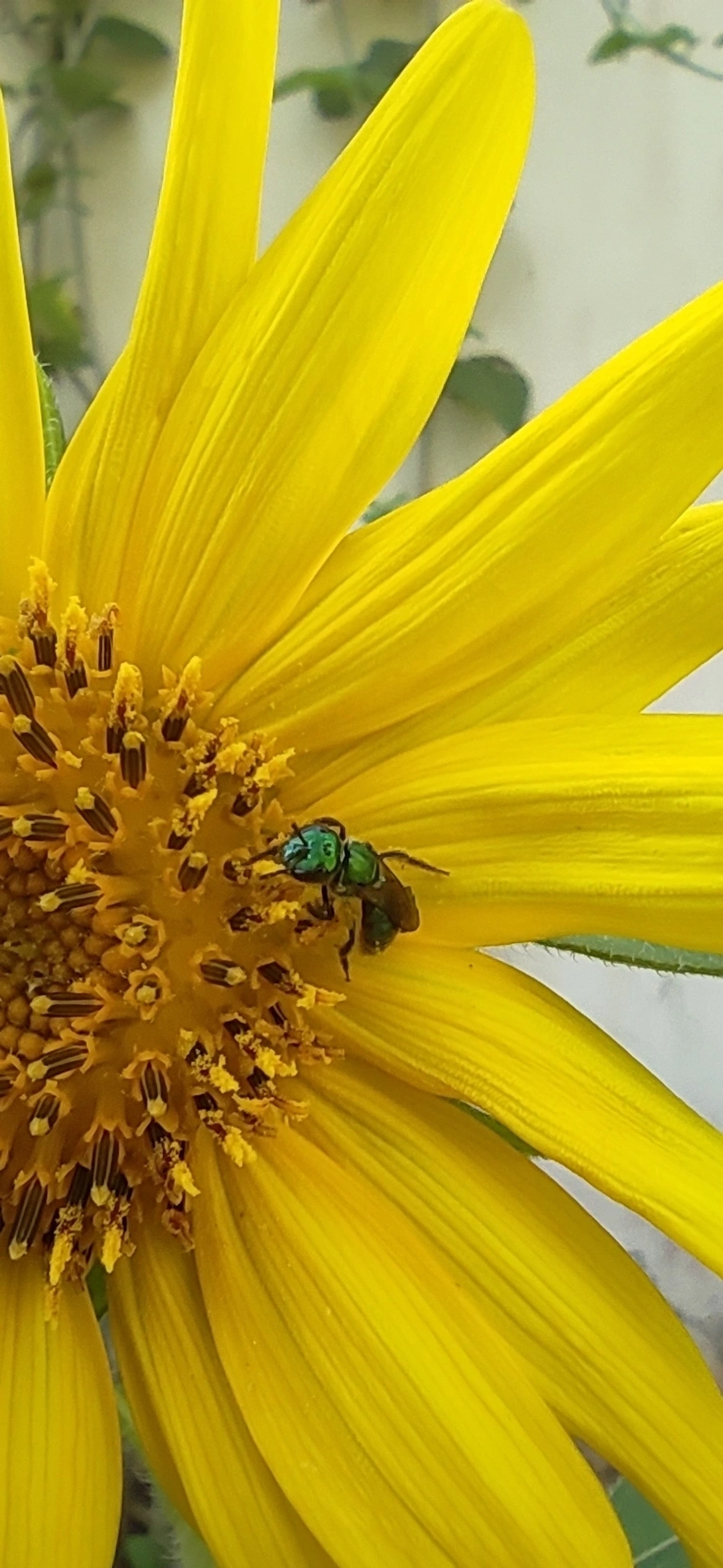 Augochlora, insetos, fotografado em Maresias, São Sebastião