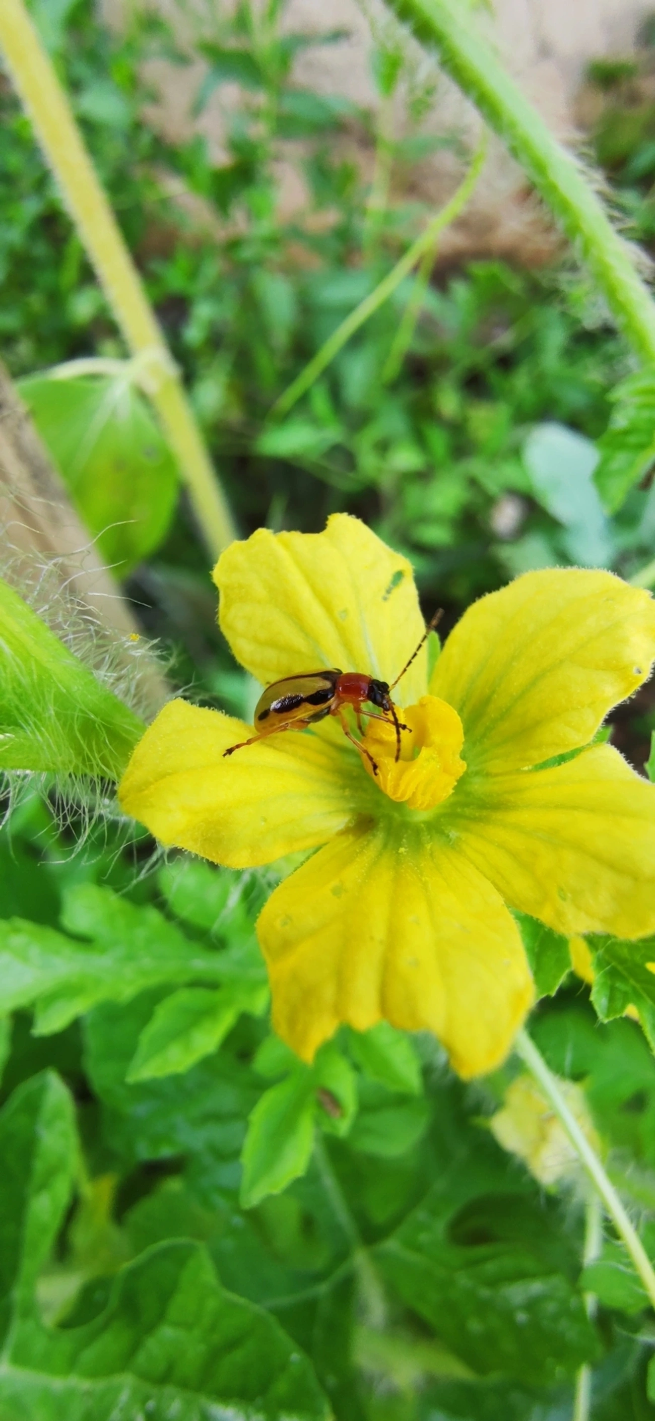 Diabroticina, insetos, fotografado em Maresias, São Sebastião
