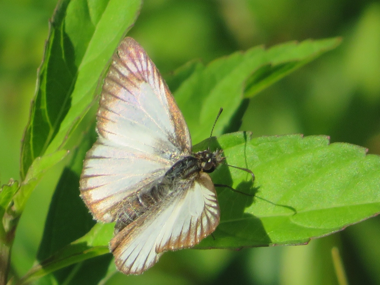Hespéria-branca-nervurada (Heliopetes arsalte), insetos, fotografado em Maresias, São Sebastião