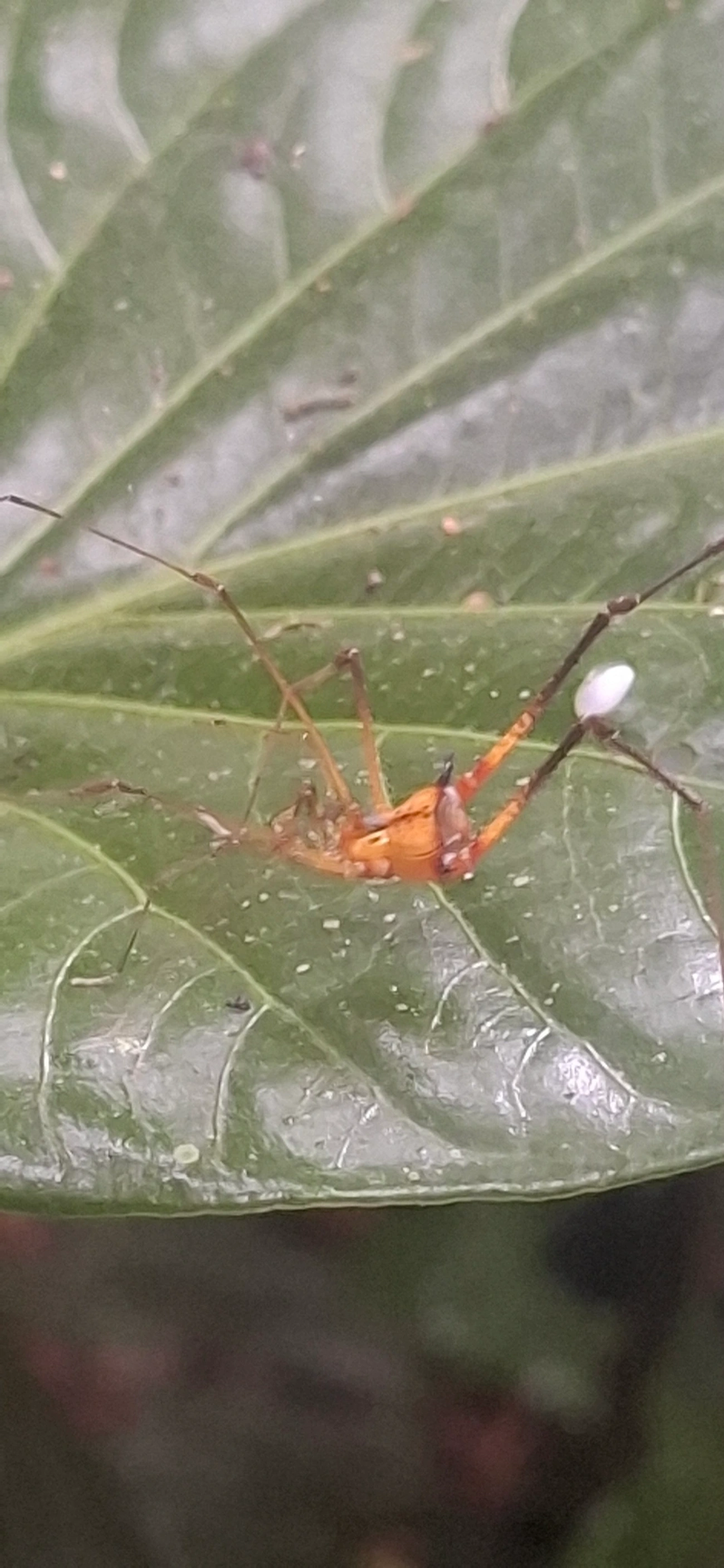 Opilião (Progonyleptoidellus striatus), aracnídeos, fotografado em Maresias, São Sebastião