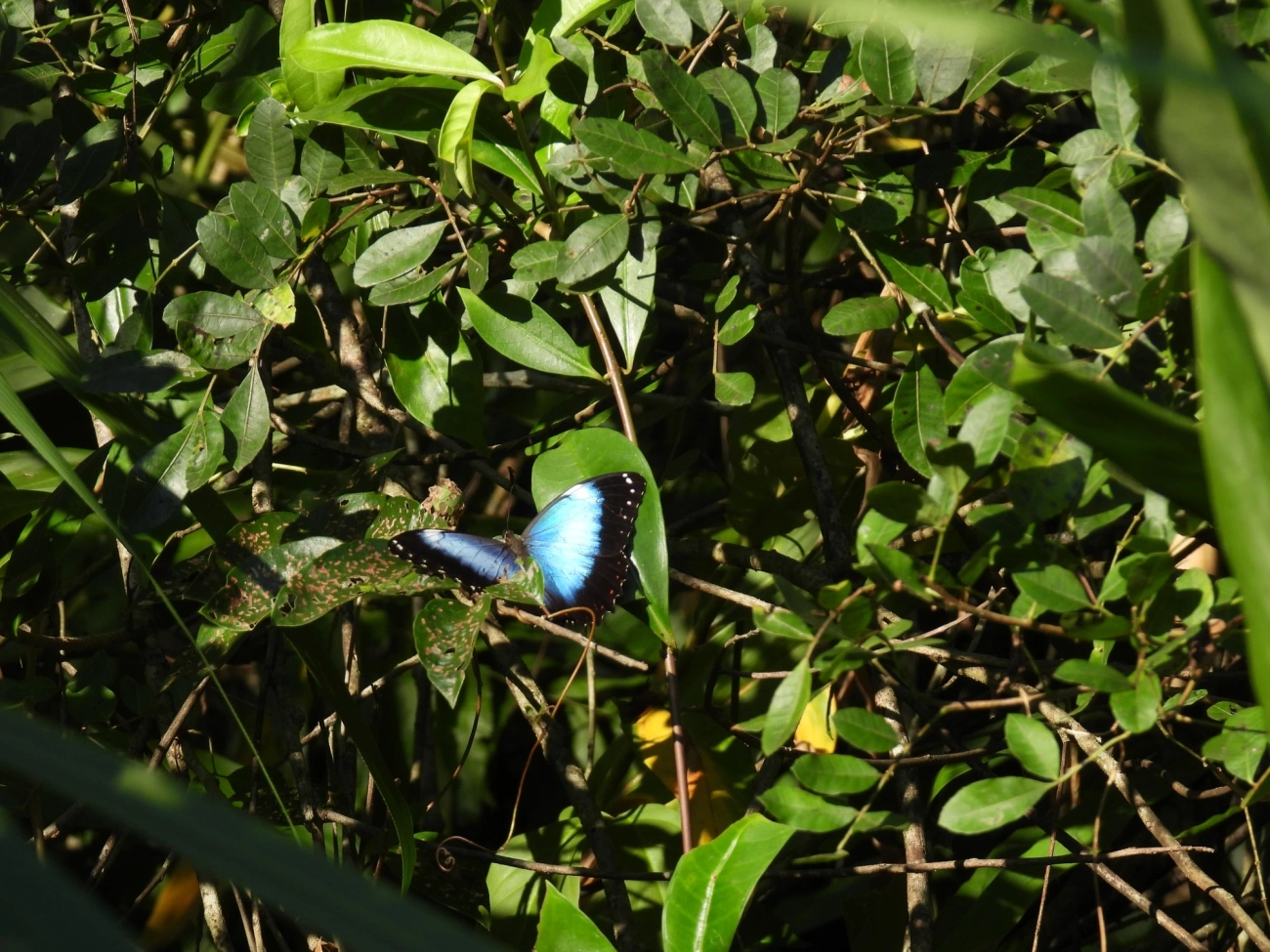 Borboletas-azuis (Morpho), insetos, fotografado em Maresias, São Sebastião