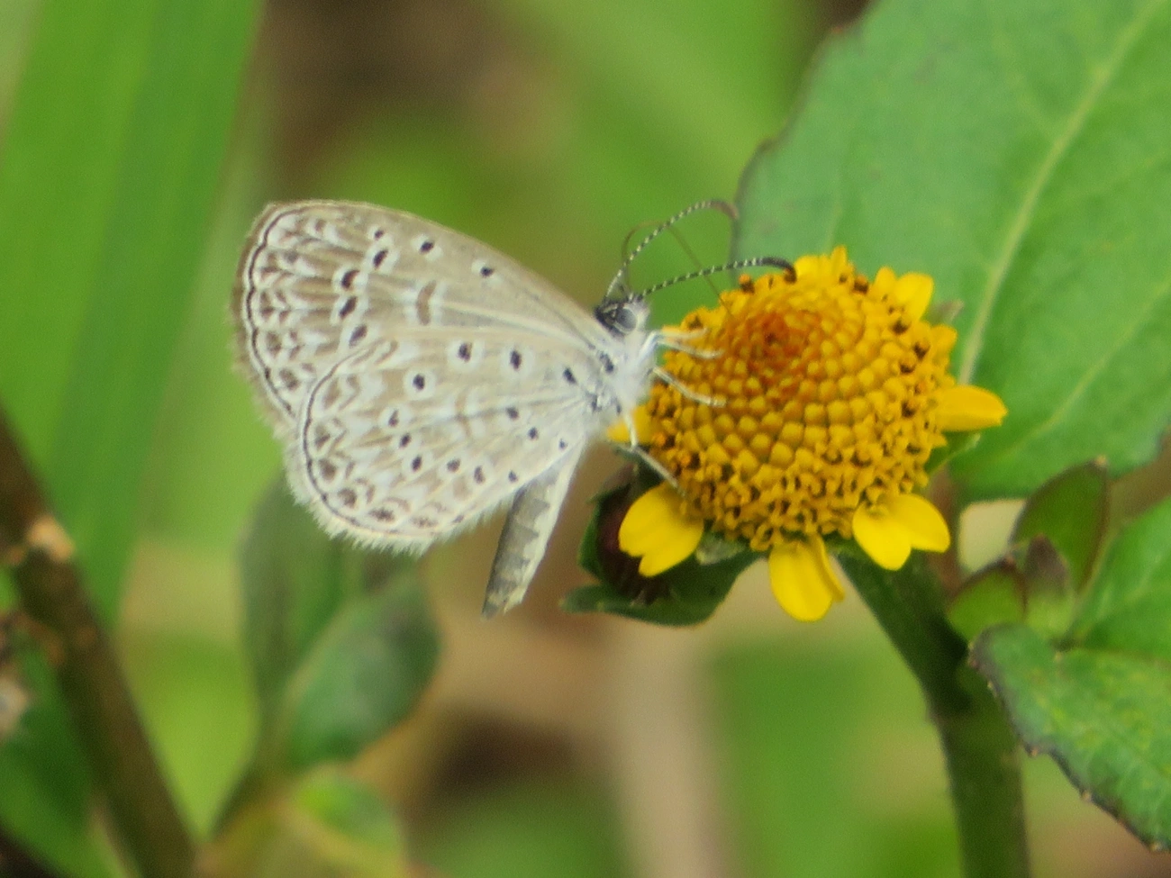 Azul-cyna (Zizula cyna), insetos, fotografado em Maresias, São Sebastião