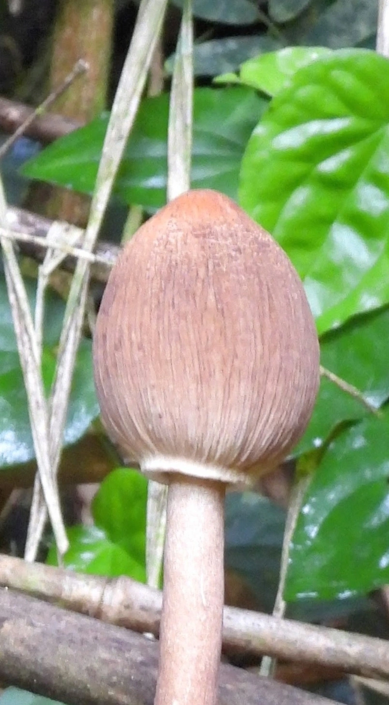 Macrolepiotas (Macrolepiota), fungos, fotografado em Queluz