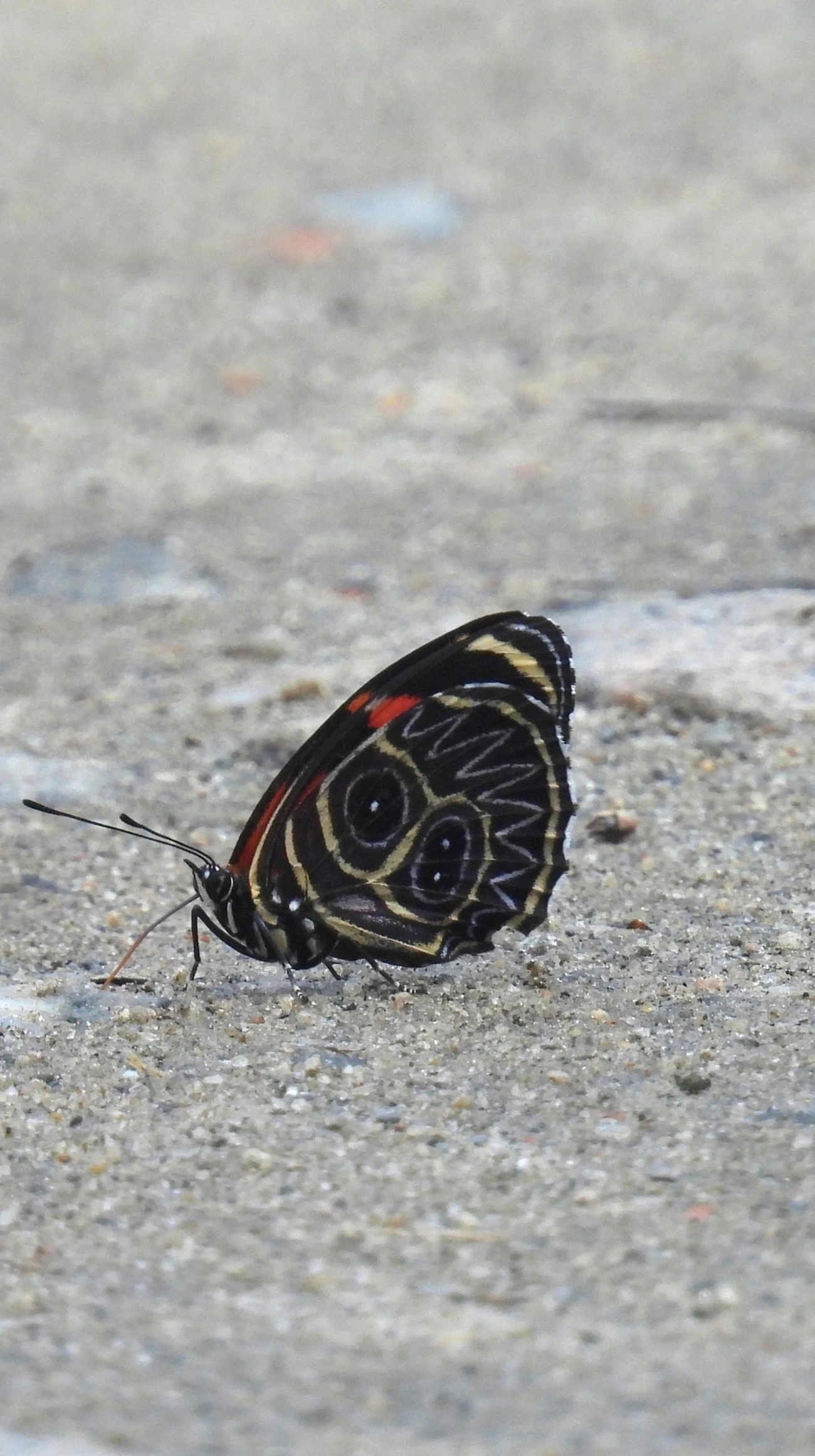 Borboleta-oitenta (Callicore sorana), insetos, fotografado em Maresias, São Sebastião
