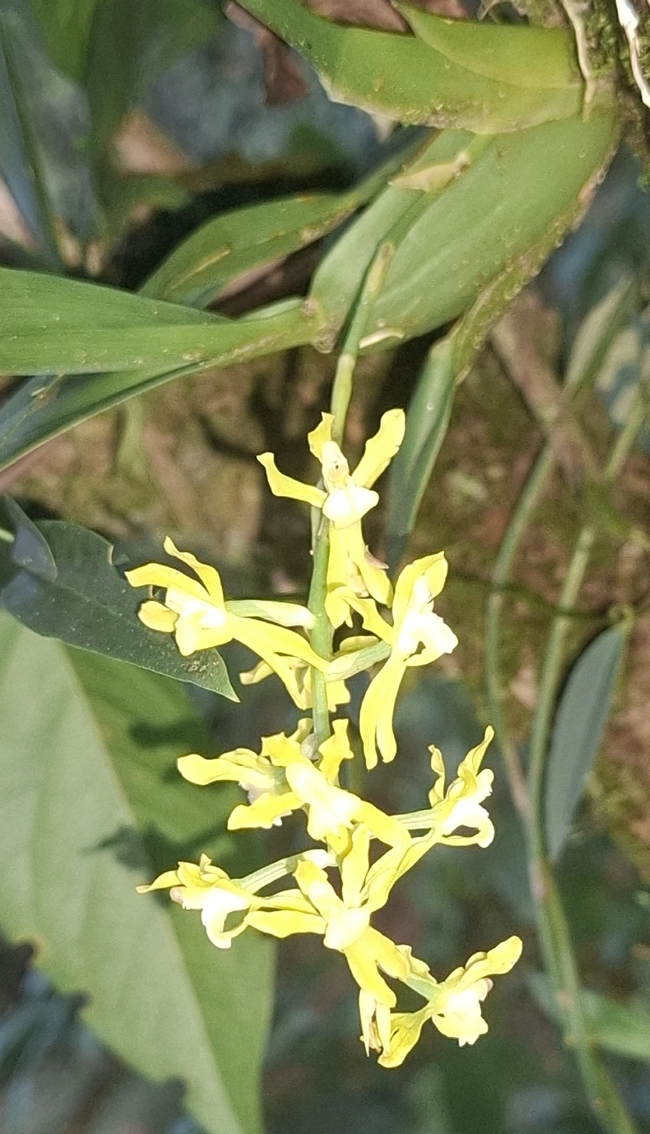 Gomesa planifolia, plantas, fotografado em Queluz