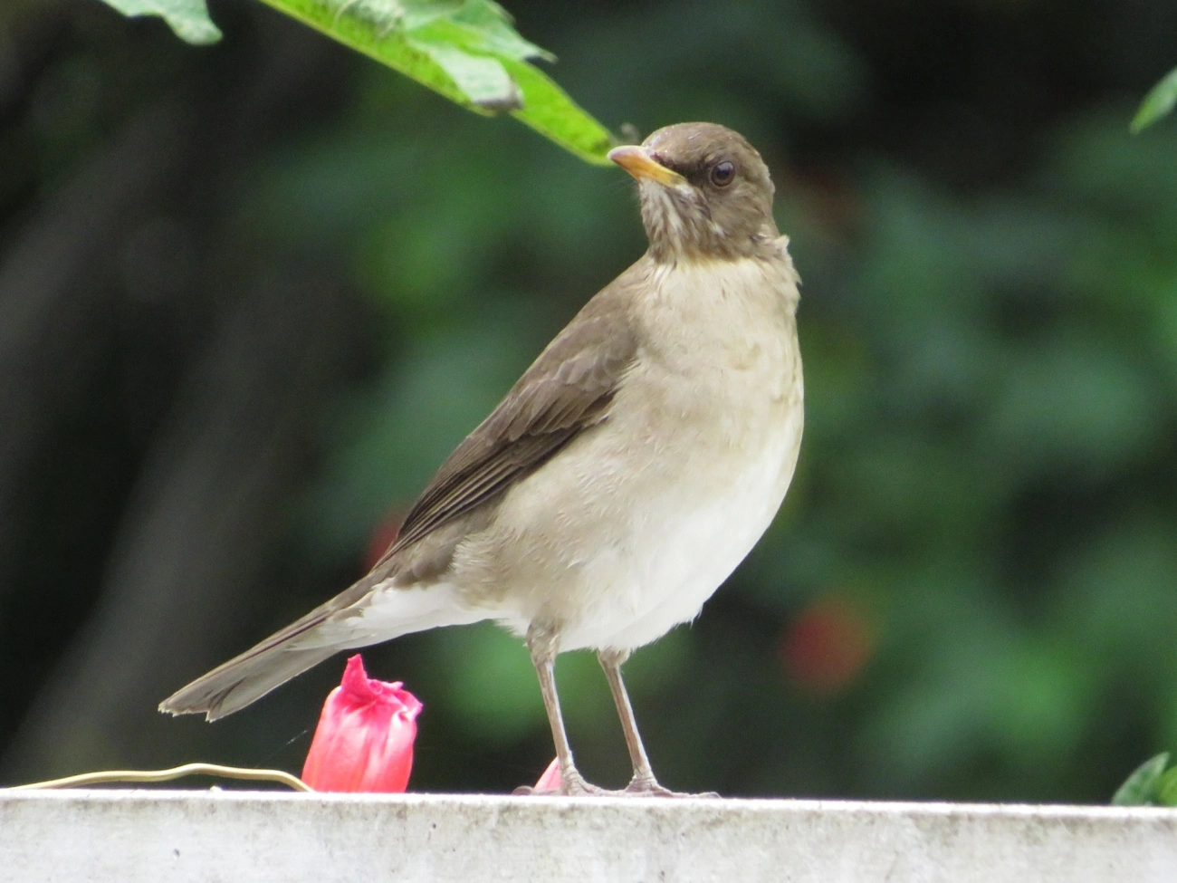 Sabiá-poca (Turdus amaurochalinus), aves, fotografado em Maresias, São Sebastião