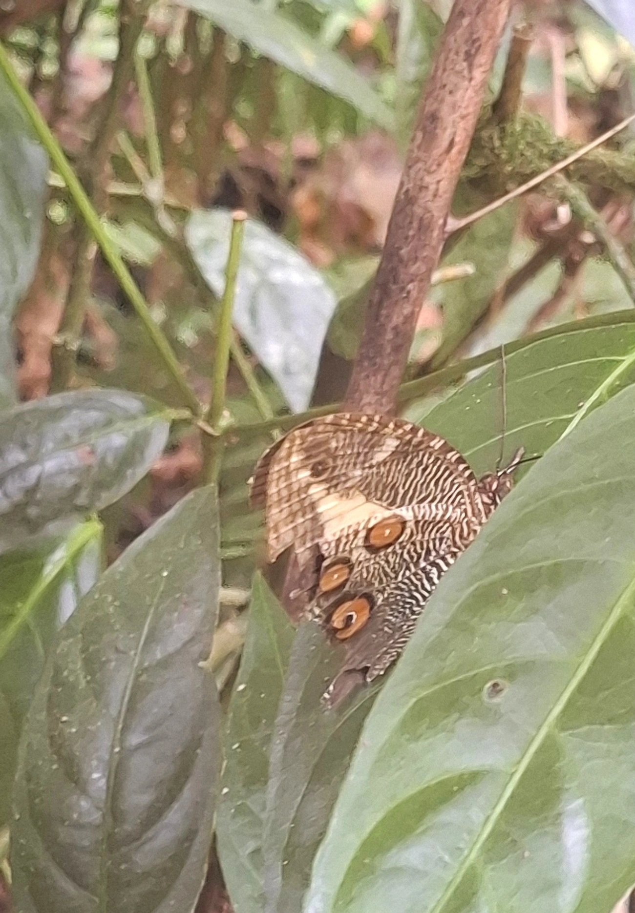 Dasyophthalma creusa, insetos, fotografado em Maresias, São Sebastião