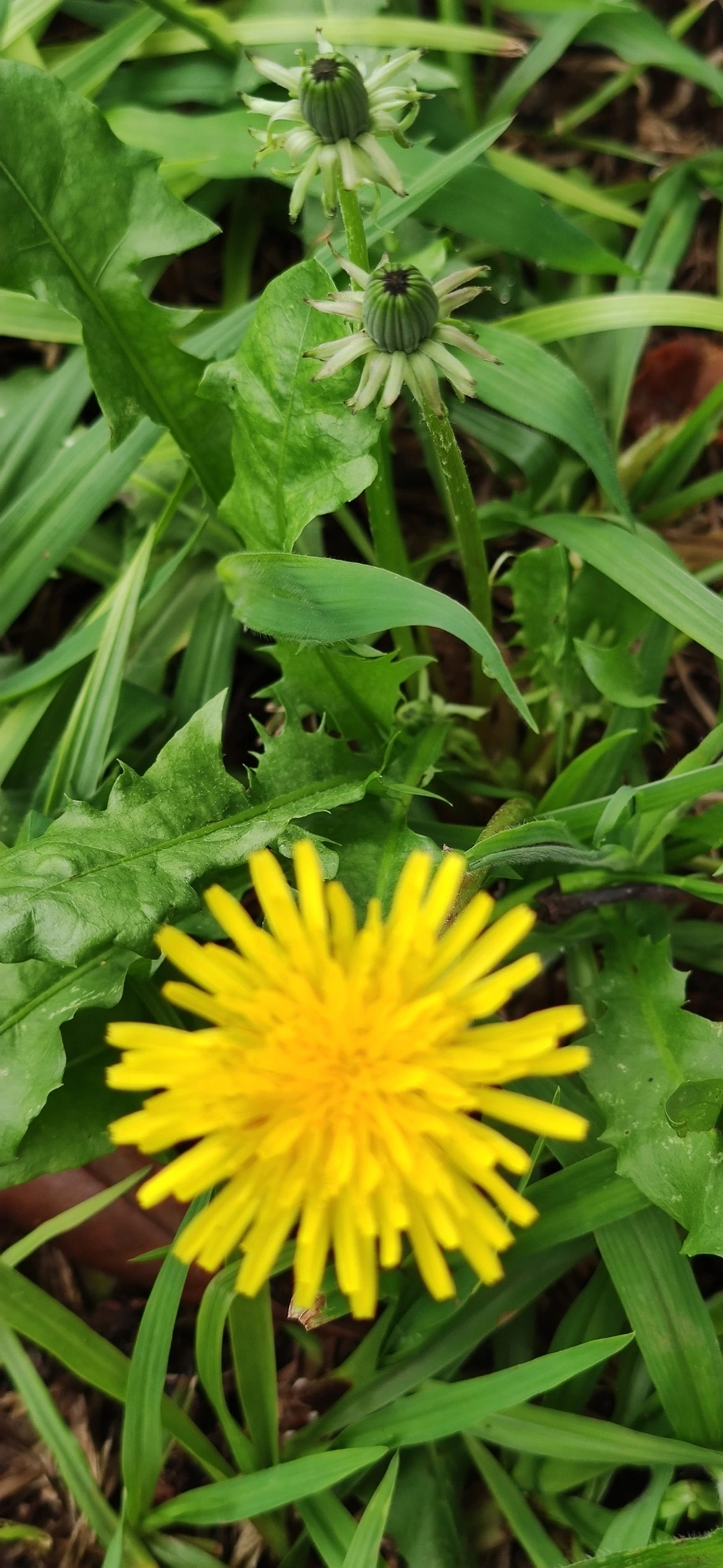 Dente-de-leão (Taraxacum officinale), plantas, fotografado em Vila Antonina, São Paulo
