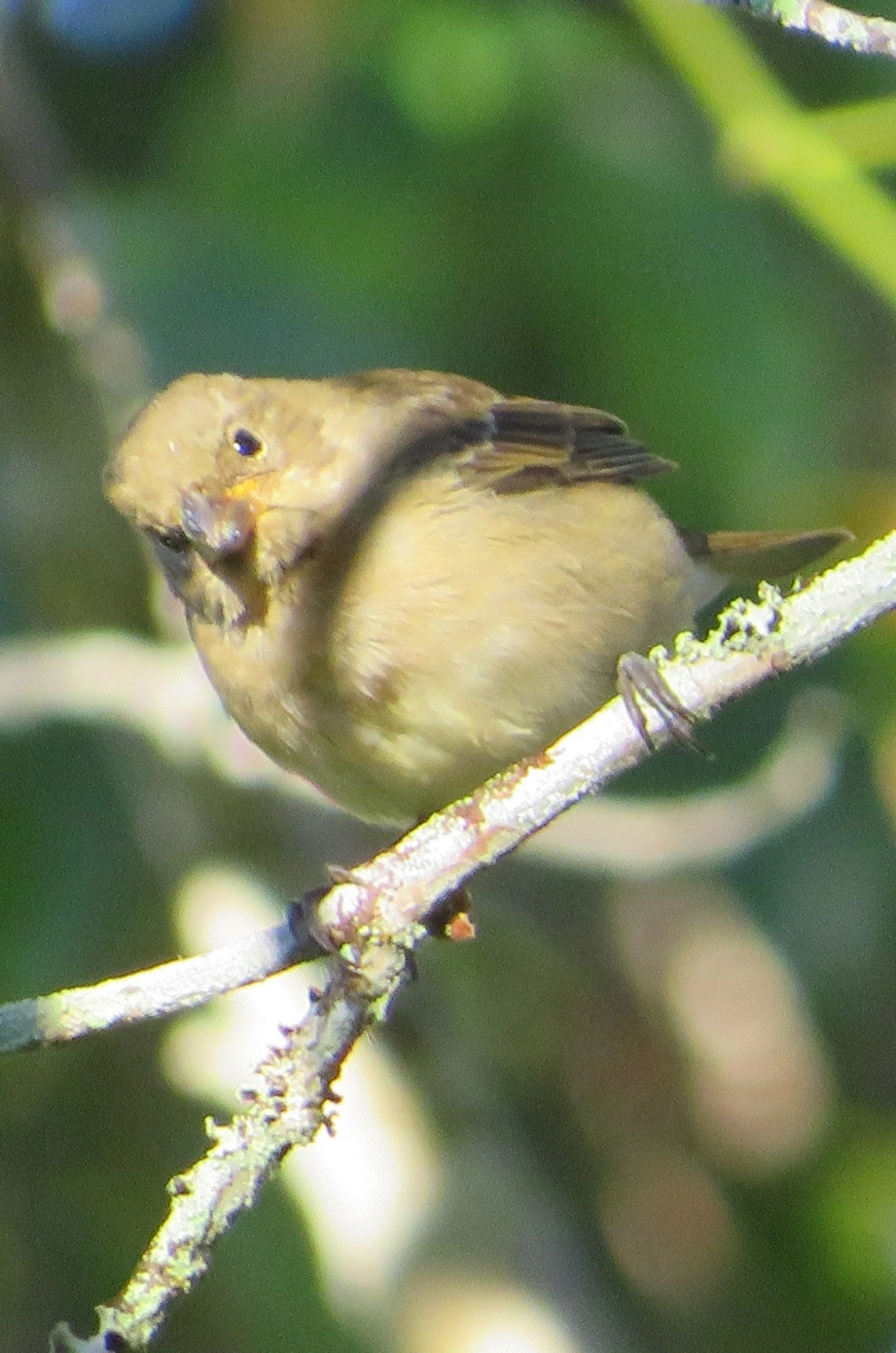 Caboclinhos e Papa-capins (Sporophila), aves, fotografado em Maresias, São Sebastião