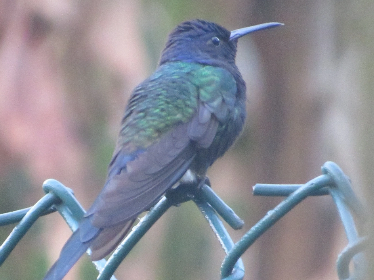 Beija-flor-tesoura (Eupetomena macroura), aves, fotografado em Maresias, São Sebastião