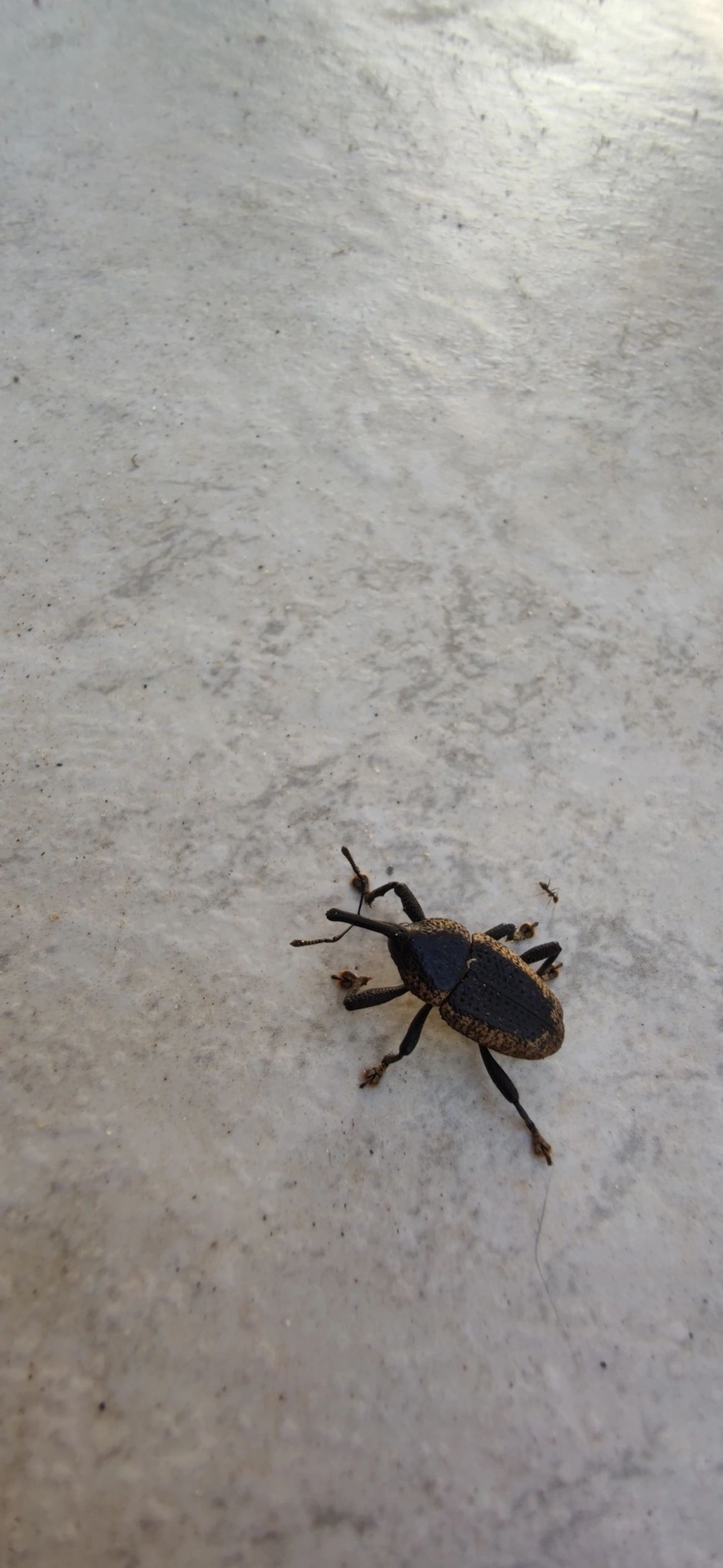 Besouro (Homalinotus deplanatus), insetos, fotografado em Maresias, São Sebastião