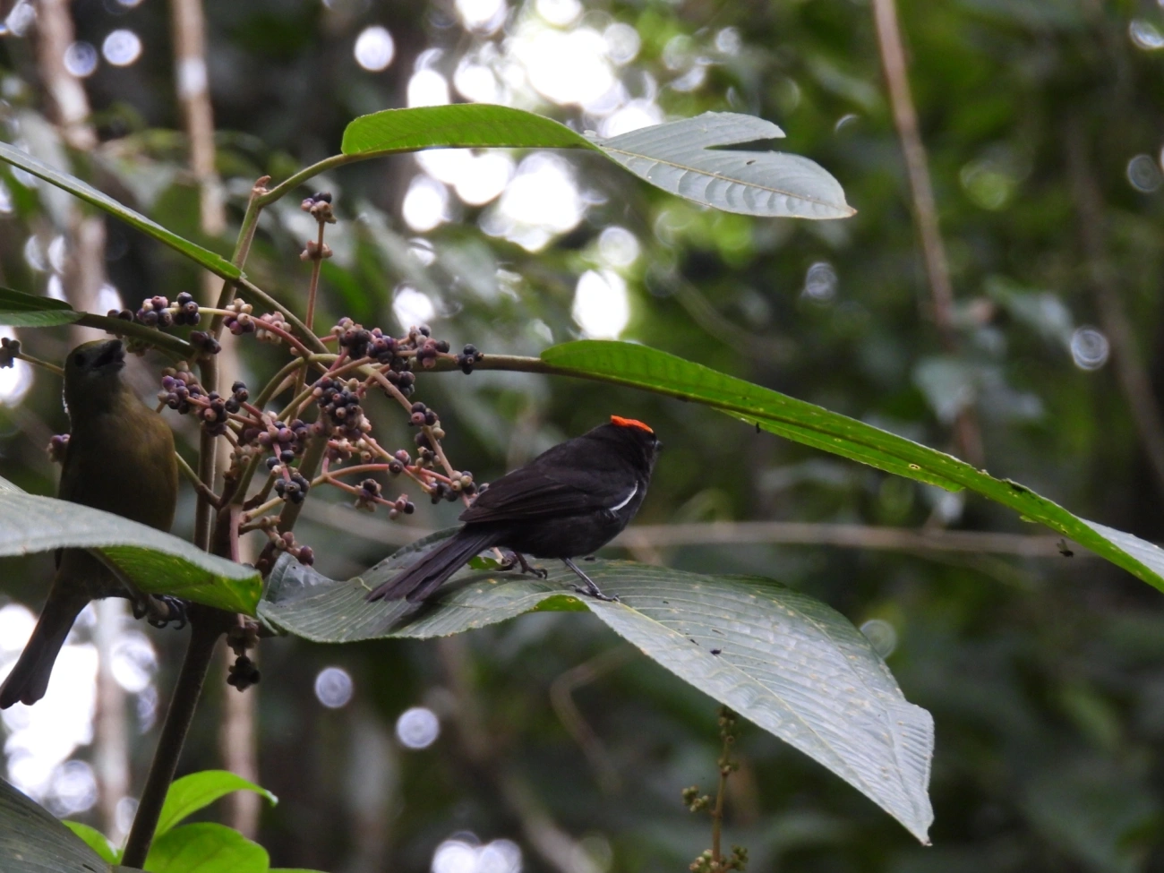 Tiê-galo (Loriotus cristatus), aves, fotografado em Maresias, São Sebastião