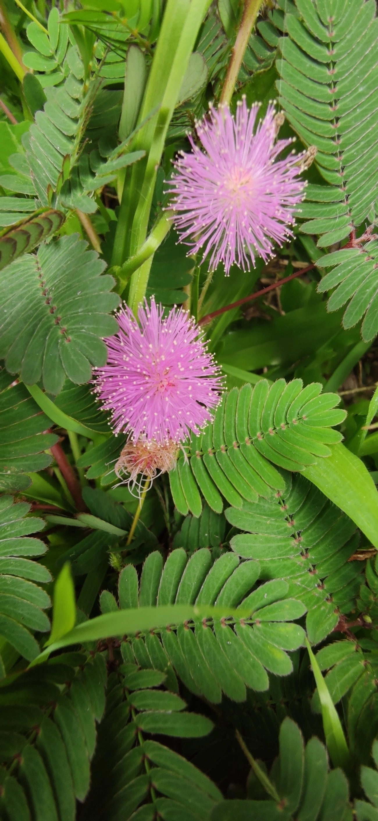 Mimosa albida, plantas, fotografado em Maresias, São Sebastião