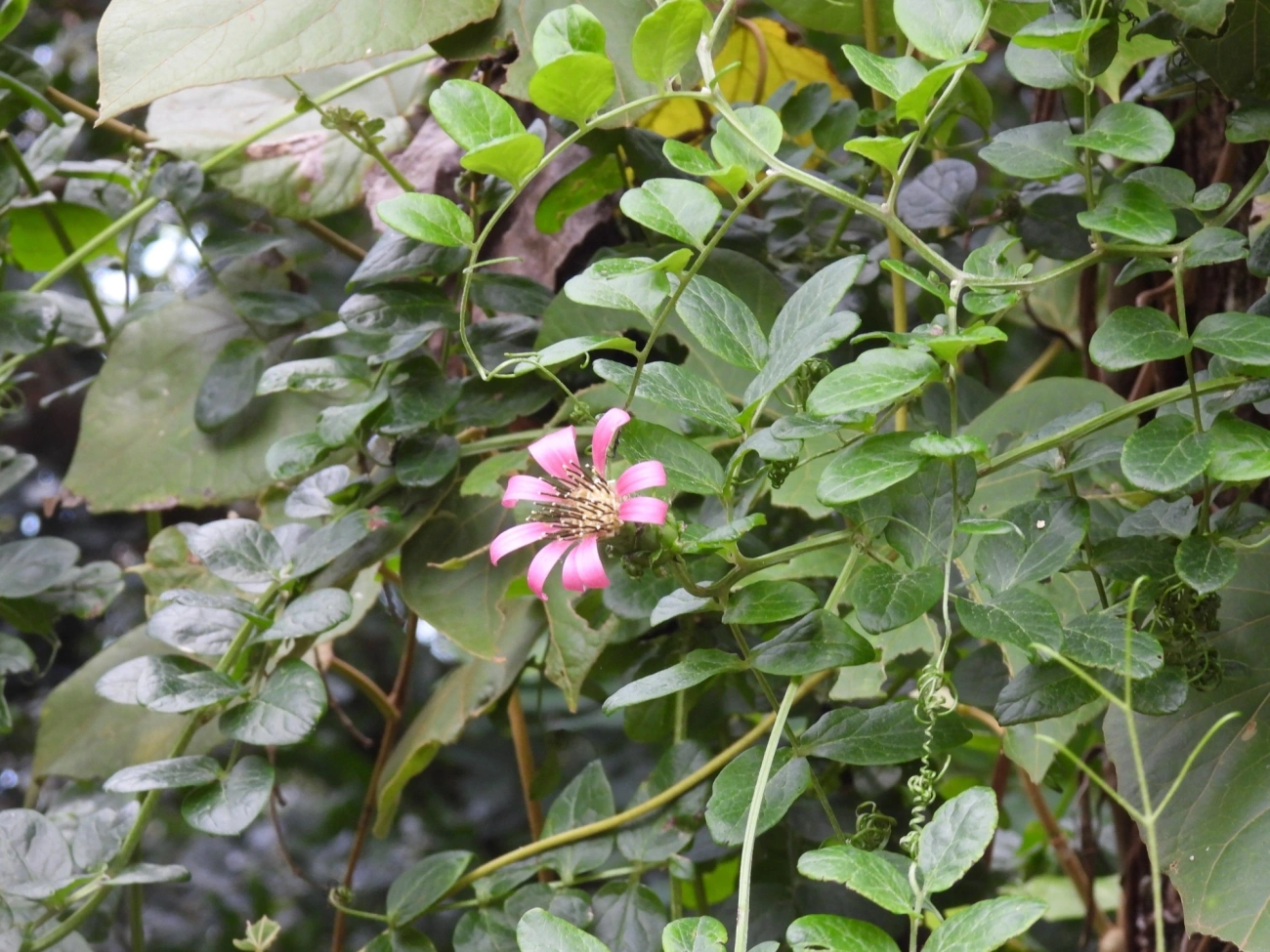 Cravo-divino-formoso (Mutisia speciosa), plantas, fotografado em Cambaquara, Ilhabela