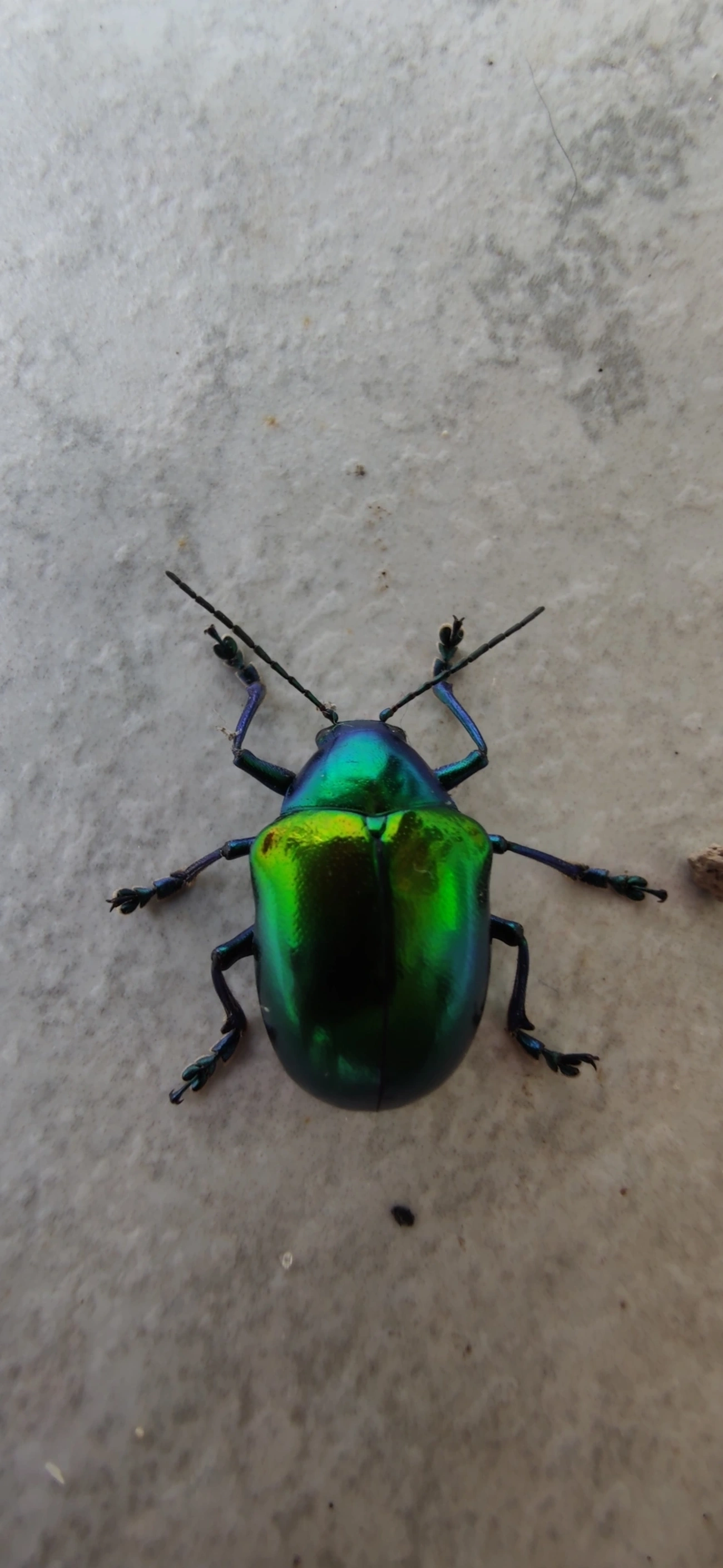Eumolpus ignitus, insetos, fotografado em Maresias, São Sebastião