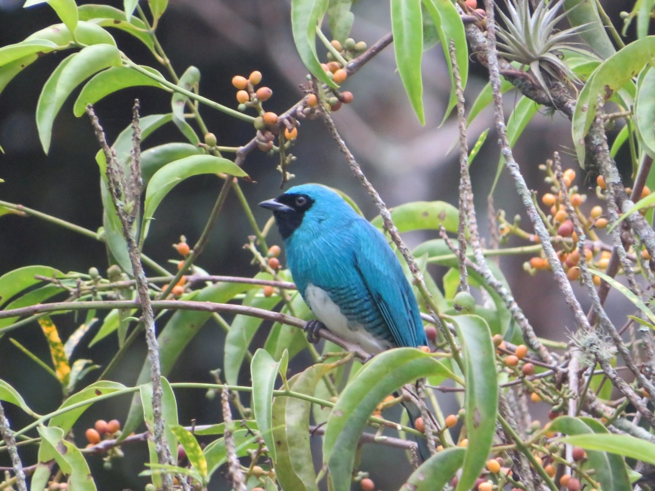 Saí-andorinha (Tersina viridis), aves, fotografado em Maresias, São Sebastião