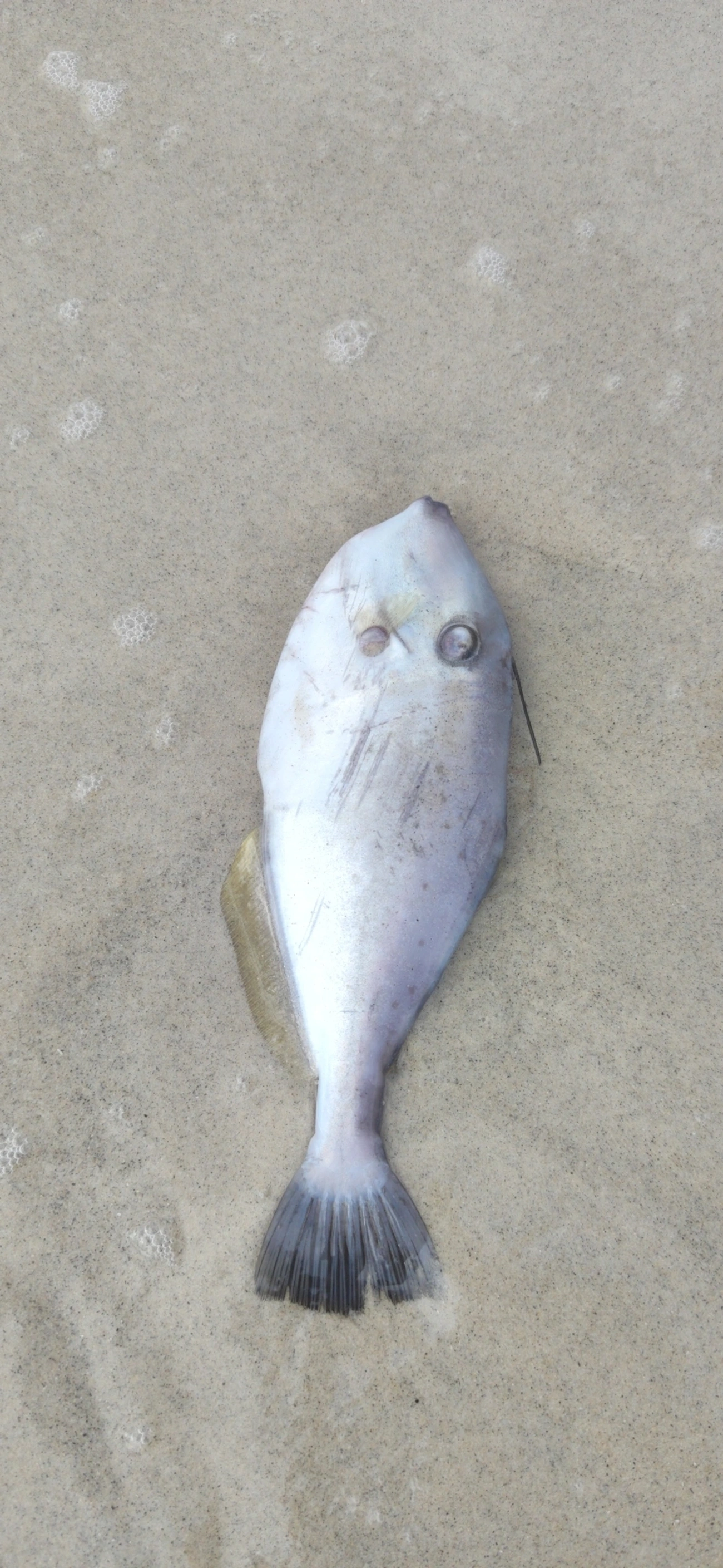 Peixe-porco (Aluterus monoceros), peixes, fotografado em São Sebastião