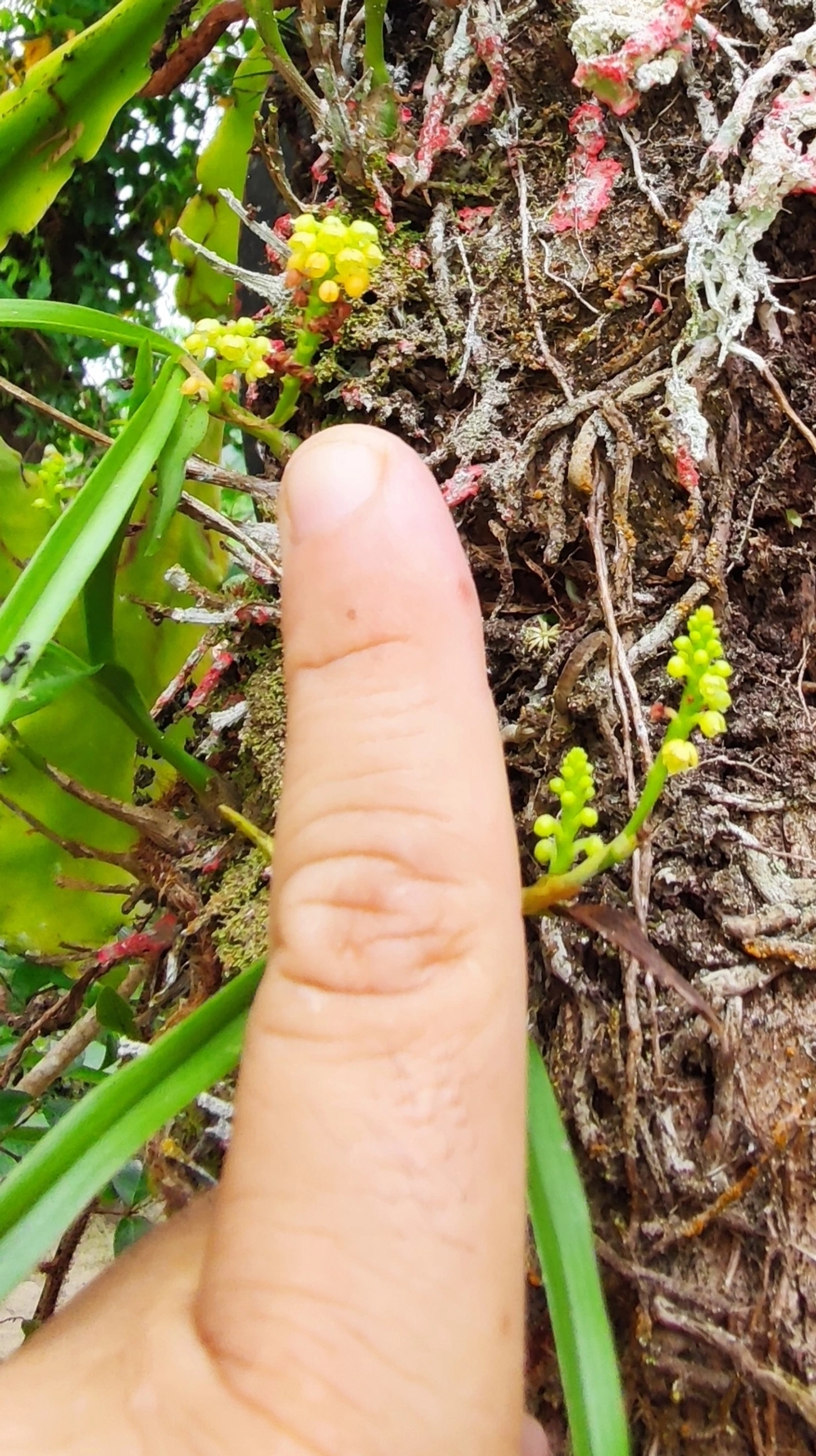 Polystachya, plantas, fotografado em Maresias, São Sebastião
