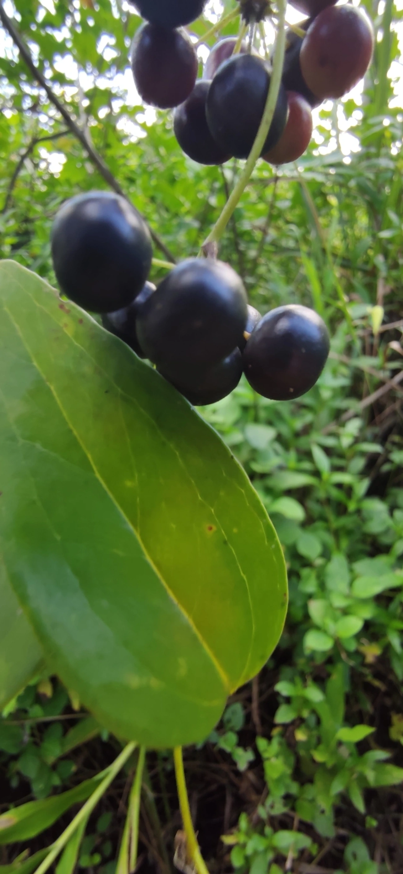 Smilax, plantas, fotografado em Maresias, São Sebastião
