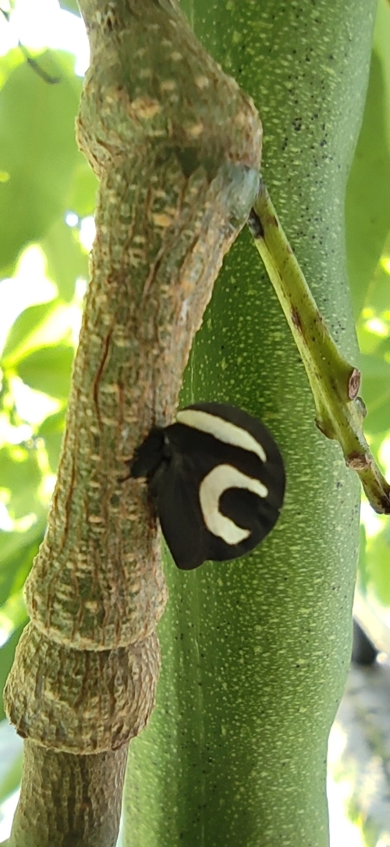 Soldadinho (Membracis foliatafasciata), insetos, fotografado em Indaiá, Caraguatatuba