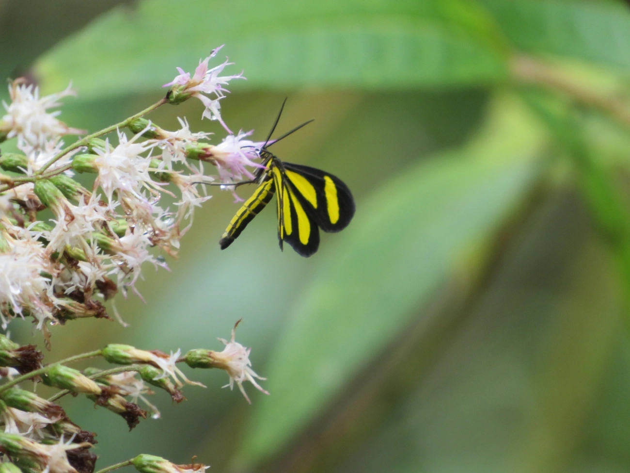 Cyllopoda claudicula, insetos, fotografado em Maresias, São Sebastião