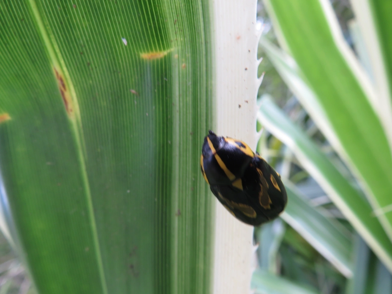 Besouro-da-Roseira (Rutela lineola), insetos, fotografado em Maresias, São Sebastião
