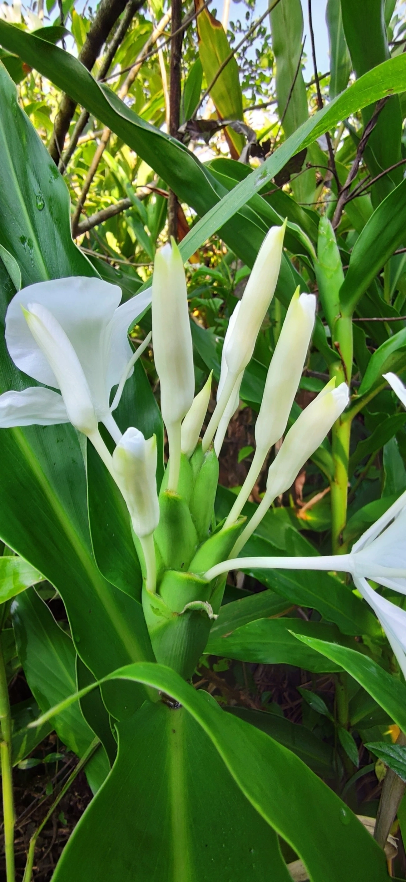 Lírio-do-brejo (Hedychium coronarium), plantas, fotografado em Maresias, São Sebastião
