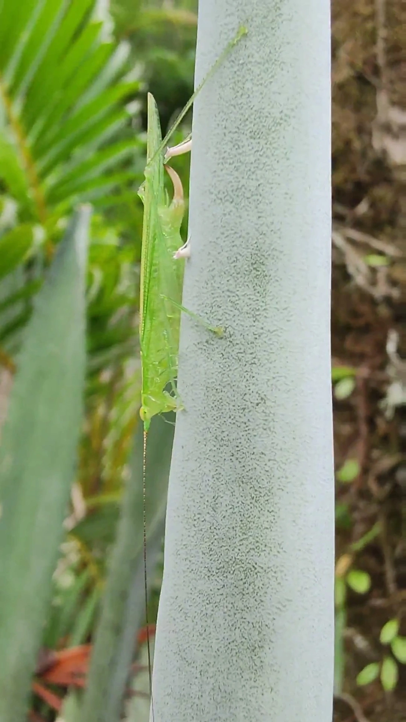Phlugidini, insetos, fotografado em Maresias, São Sebastião