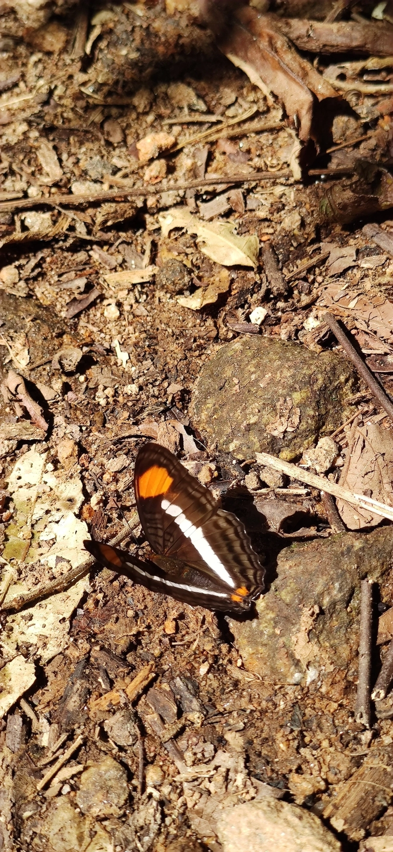 Irmã-de-faixa-lisa (Adelpha cytherea), insetos, fotografado em Maresias, São Sebastião
