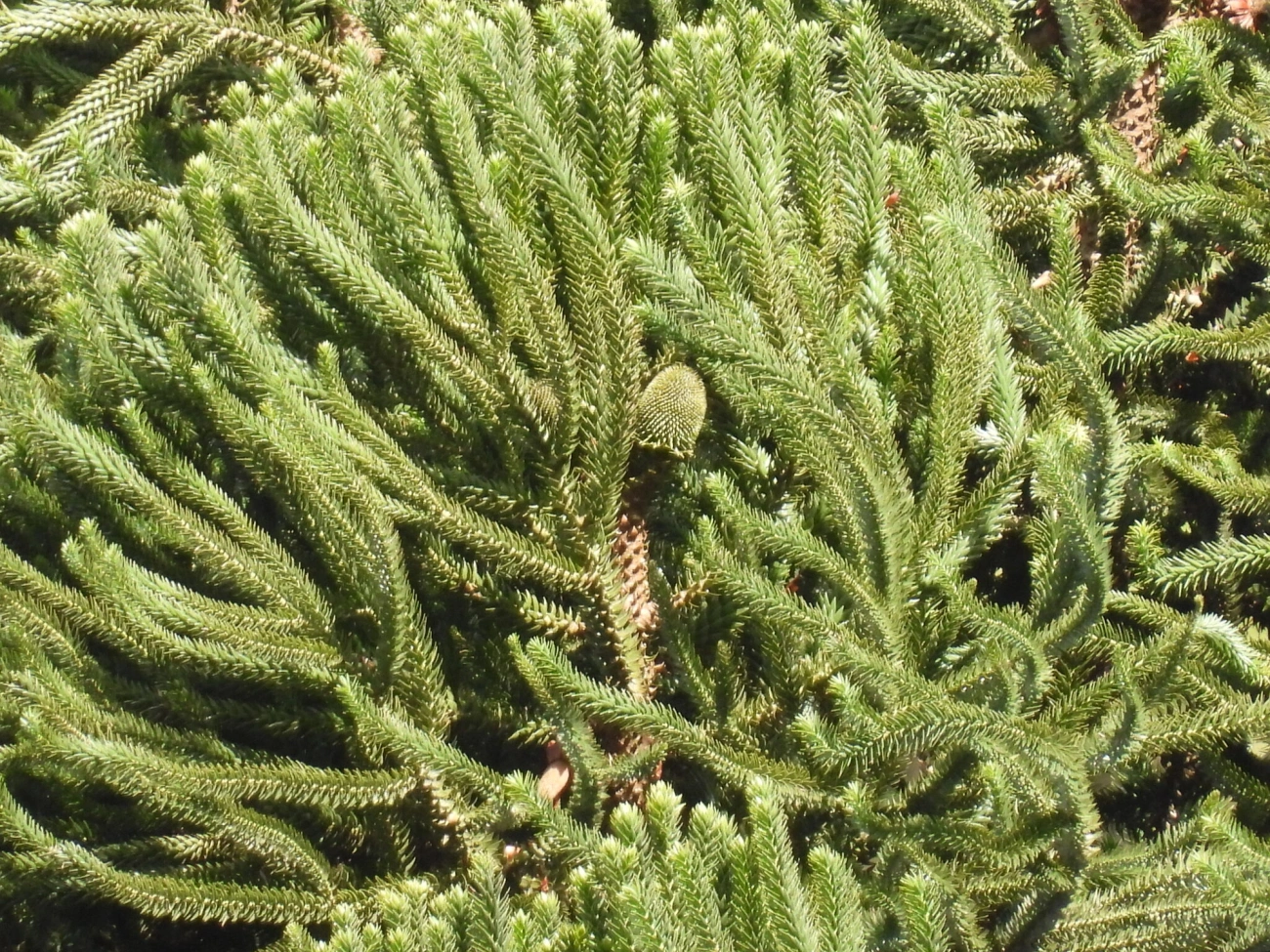 Araucária (Araucaria angustifolia), plantas, fotografado em Resende