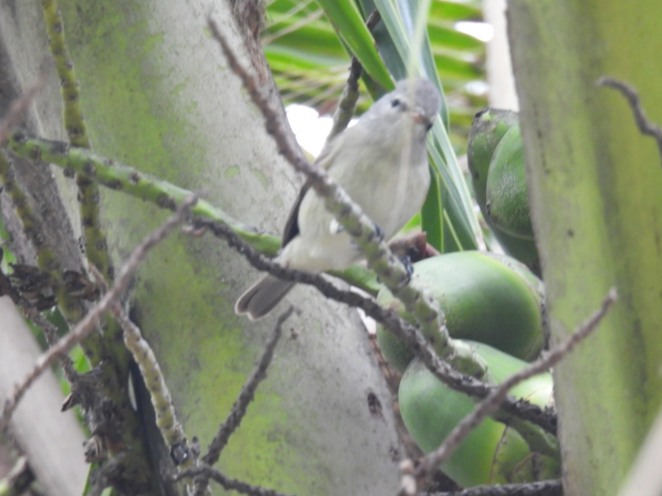 Risadinha (Camptostoma obsoletum), aves, fotografado em Maresias, São Sebastião