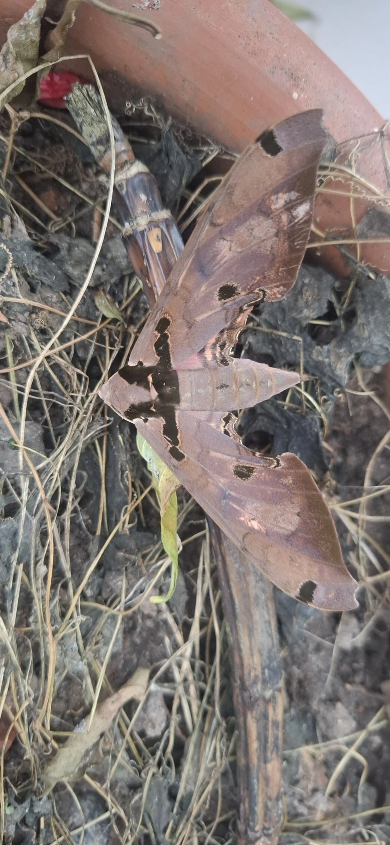 Mariposa-esfinge-daphne (Adhemarius daphne), insetos, fotografado em Maresias, São Sebastião