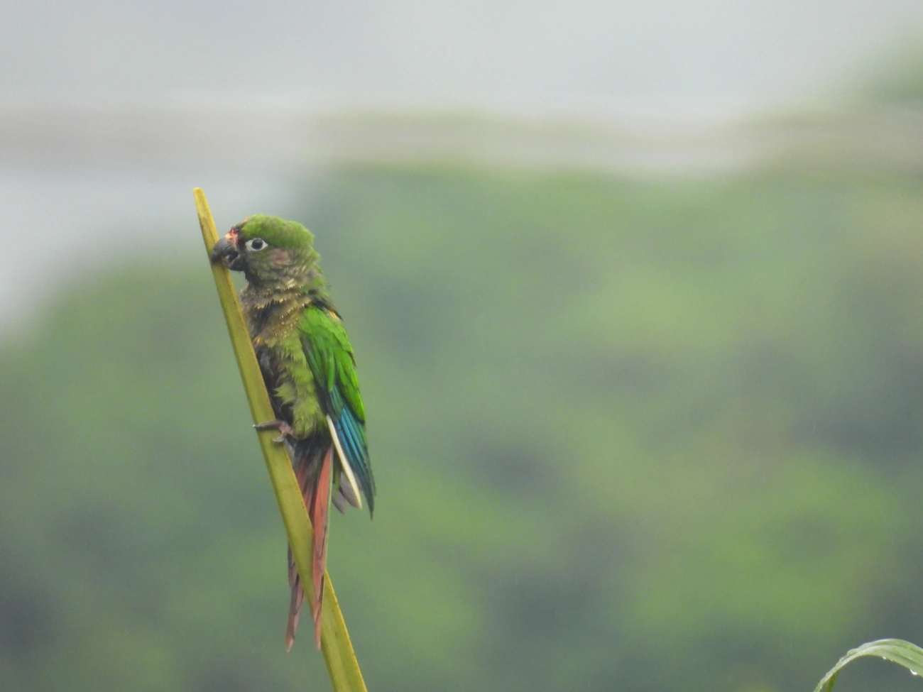 Tiriba-de-testa-vermelha (Pyrrhura frontalis), aves, fotografado em Maresias, São Sebastião