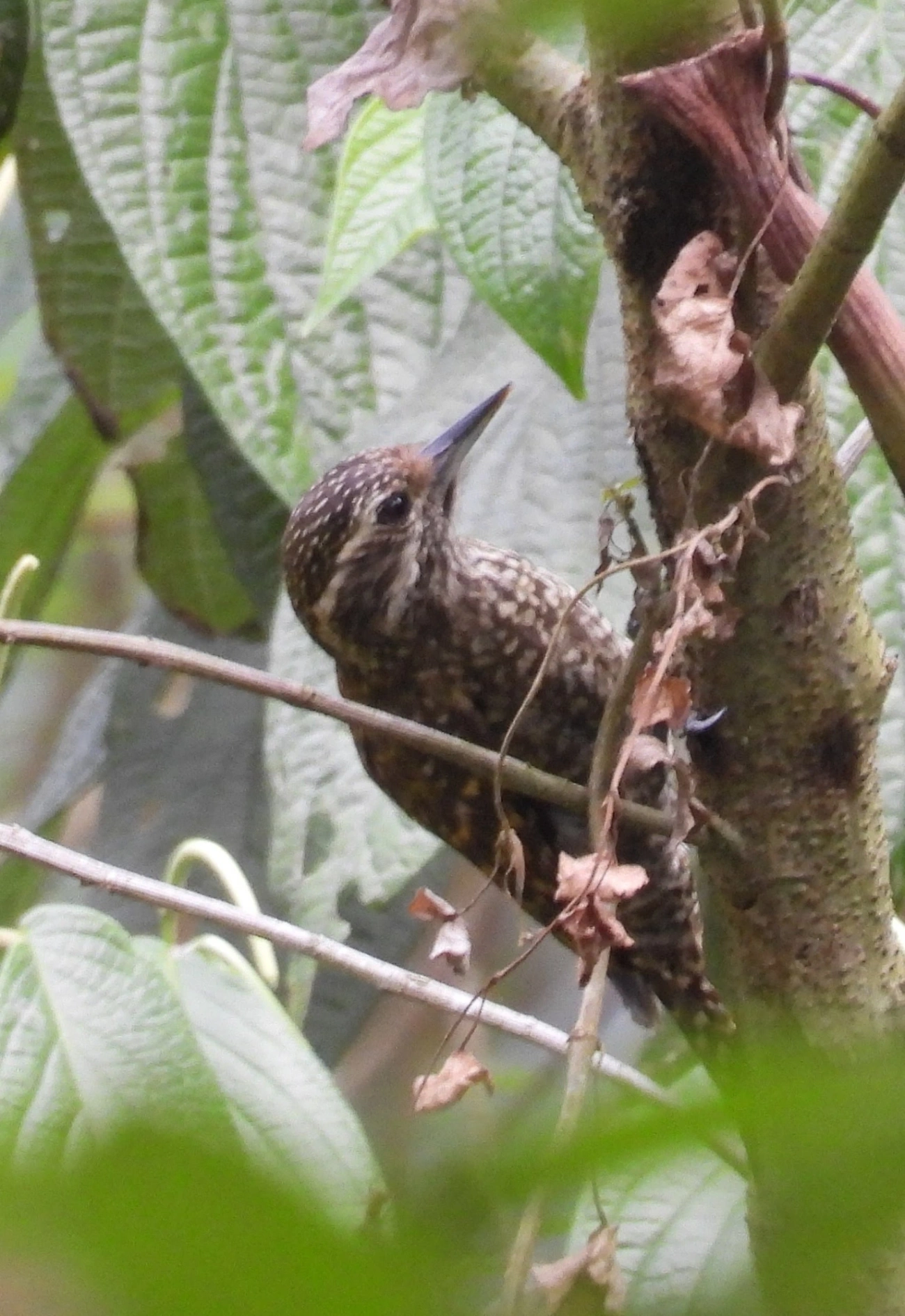 Picapauzinho-verde-carijó (Veniliornis spilogaster), aves, fotografado em Santa Isabel