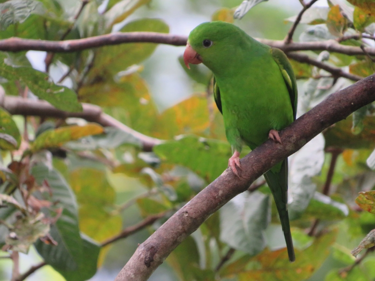 Periquito-rico (Brotogeris tirica), aves, fotografado em Maresias, São Sebastião