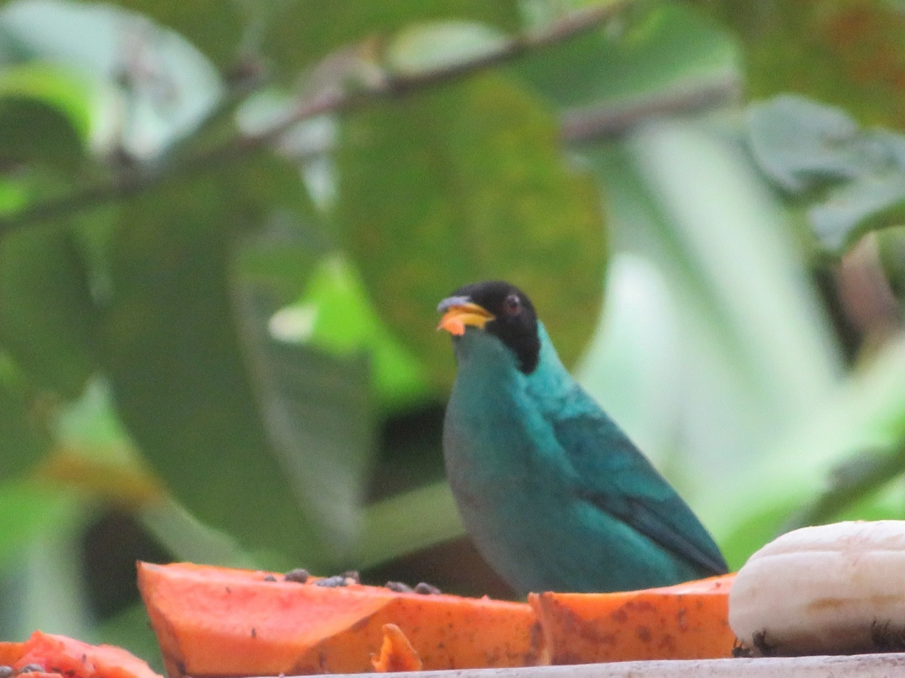 Saí-verde (Chlorophanes spiza), aves, fotografado em Maresias, São Sebastião