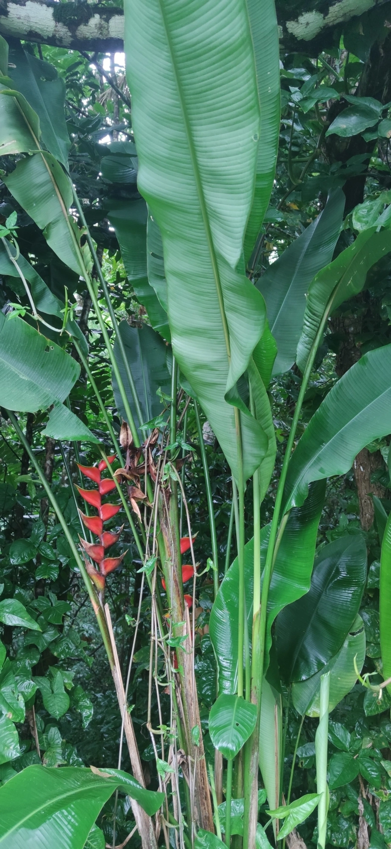 Helicônia (Heliconia bihai), plantas, fotografado em Maresias, São Sebastião