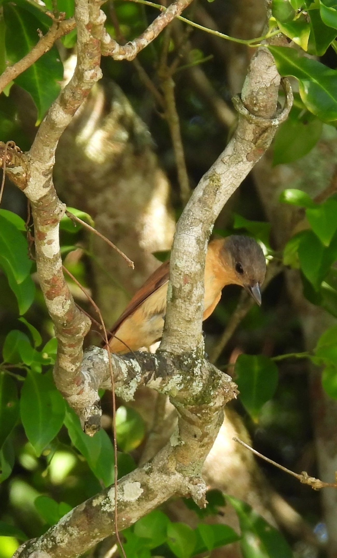 Caneleiro-de-Chapéu-Preto (Pachyramphus validus), aves, fotografado em Maresias, São Sebastião