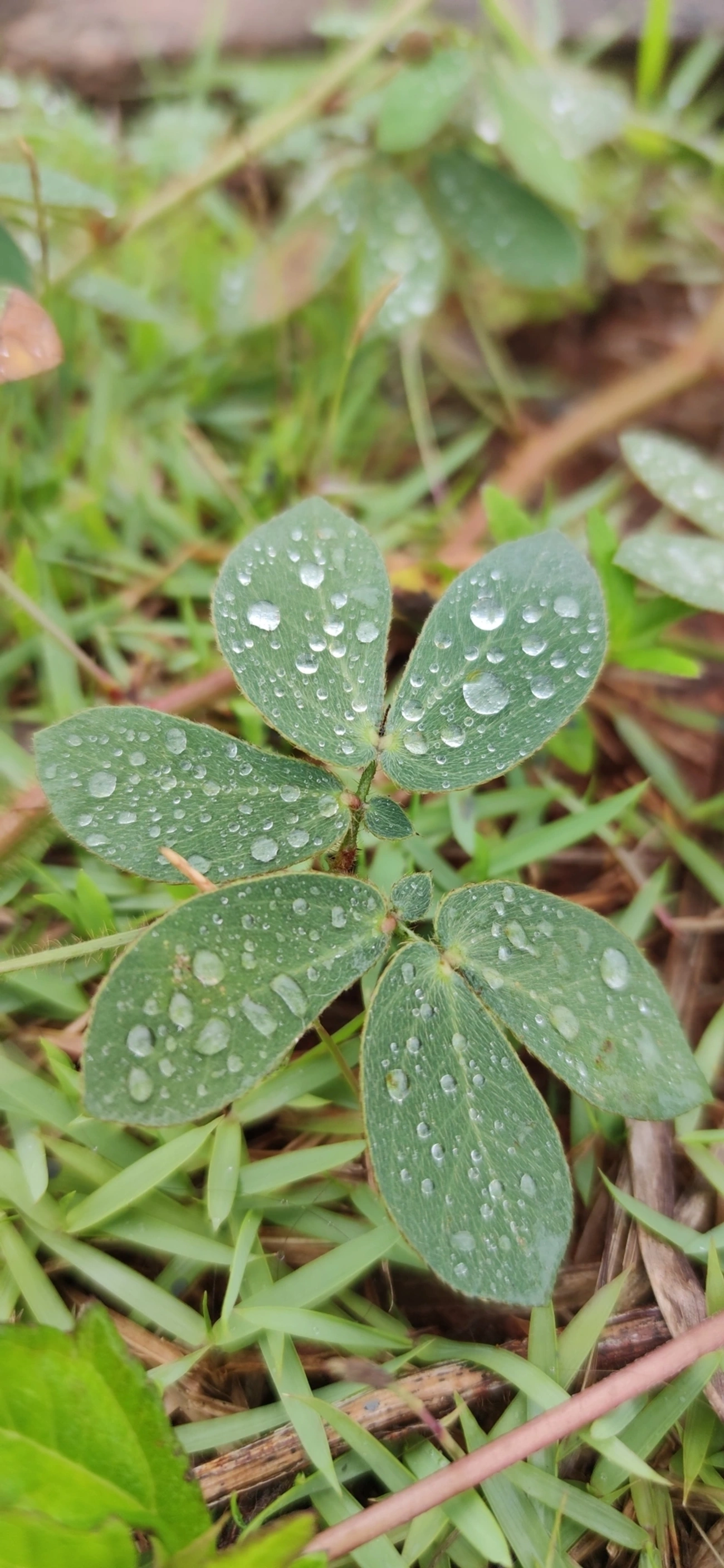 Mimosa albida, plantas, fotografado em Caraguatatuba