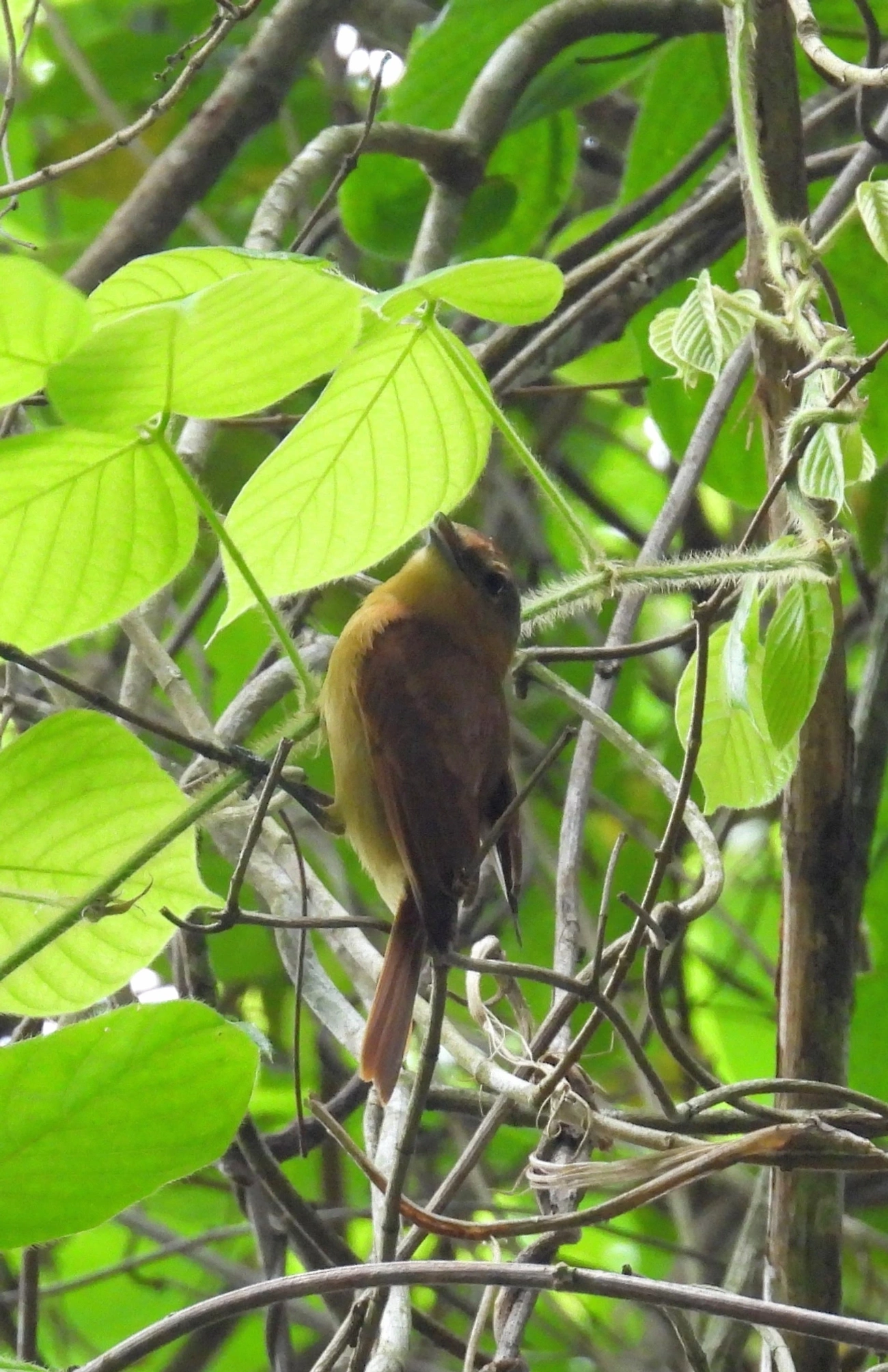 Caneleiro (Pachyramphus castaneus), aves, fotografado em Perequê, Ilhabela