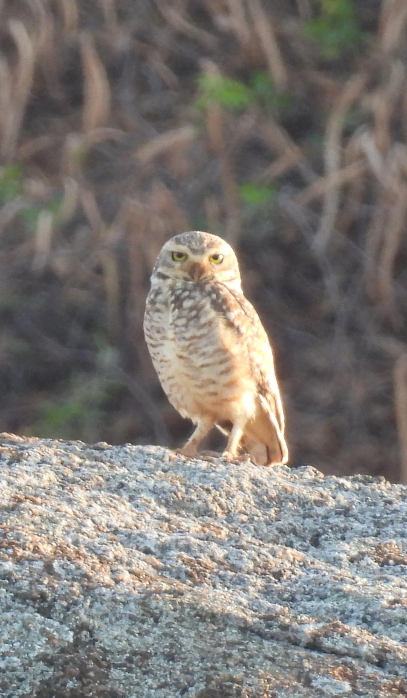 Coruja-buraqueira (Athene cunicularia), aves, fotografado em Itu