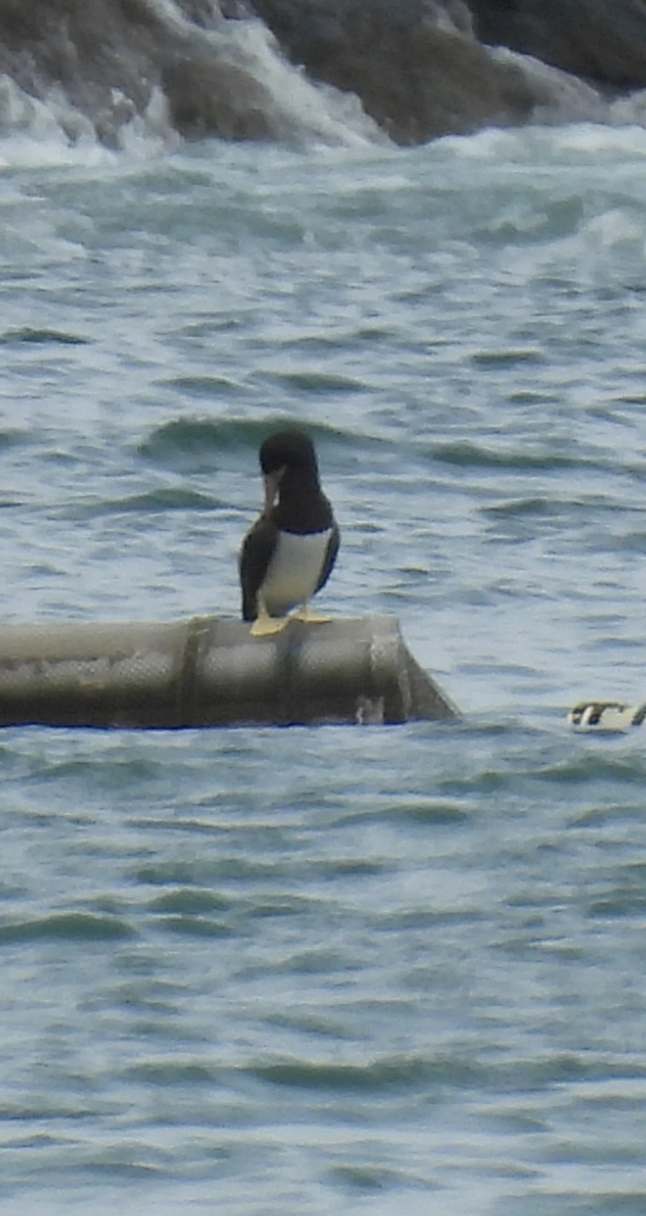 Atobá-pardo (Sula leucogaster), aves, fotografado em Maresias, São Sebastião