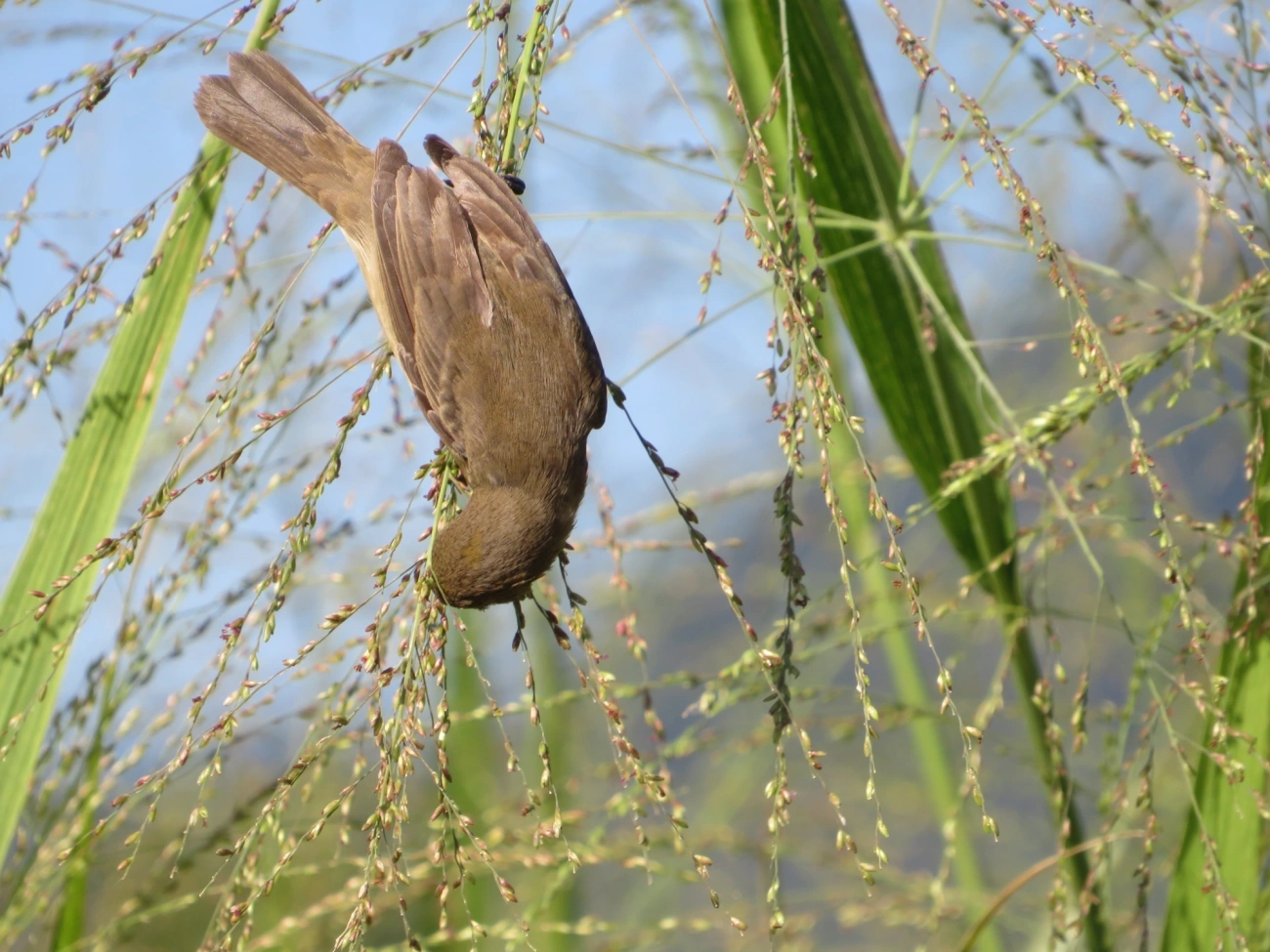 Coleirinho (Sporophila caerulescens), aves, fotografado em Maresias, São Sebastião