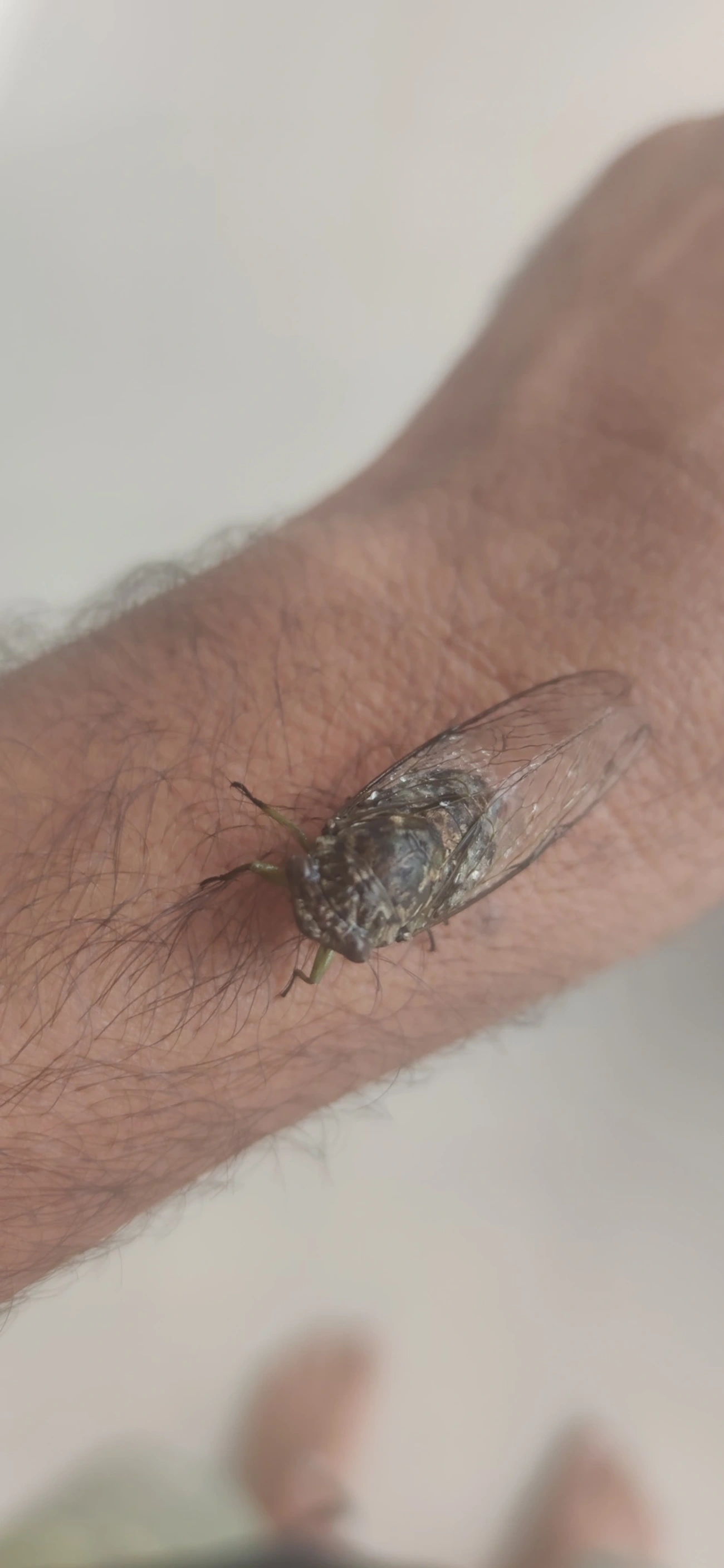 Cigarras típicas (Cicadidae), insetos, fotografado em Maresias, São Sebastião