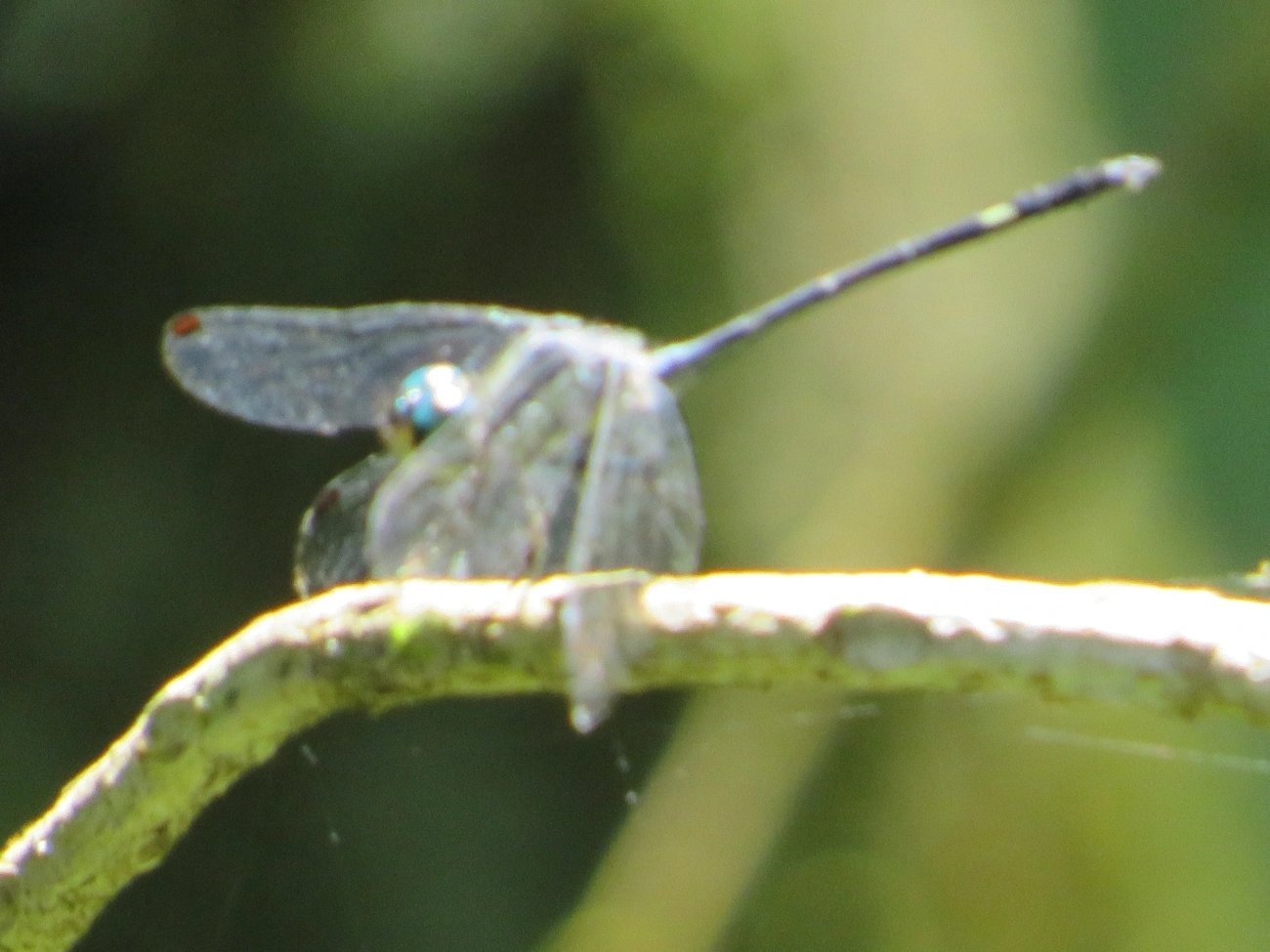 Micrathyria, insetos, fotografado em Maresias, São Sebastião