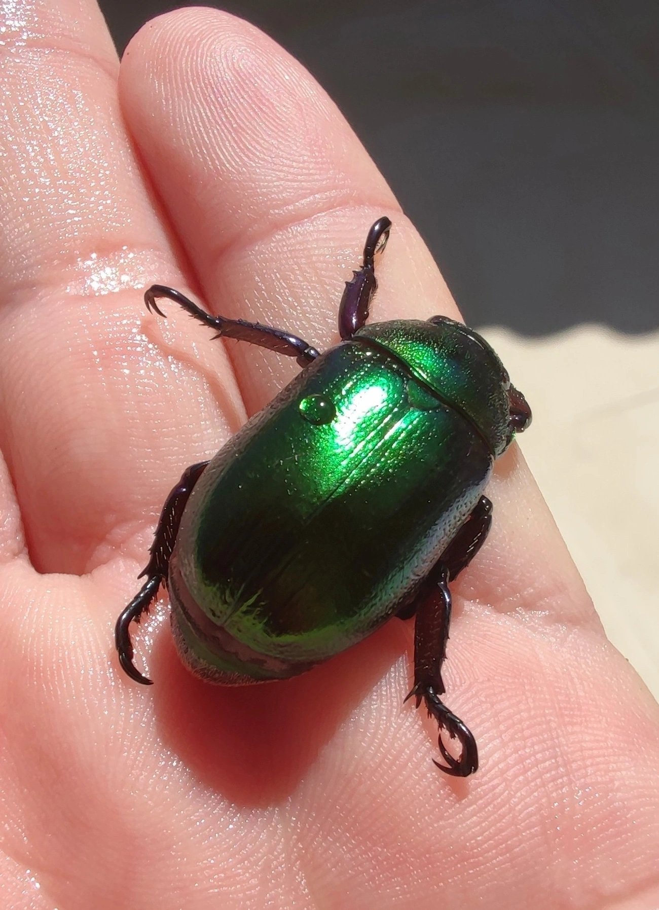Pelidnota cyanipes, insetos, fotografado em Maresias, São Sebastião