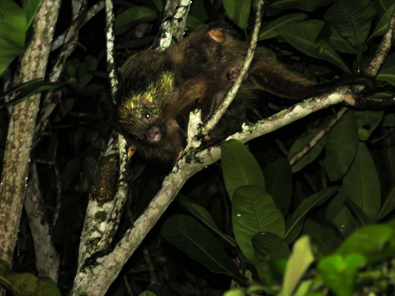 Coandu-alaranjado (Coendou spinosus), mamíferos, fotografado em Maresias, São Sebastião