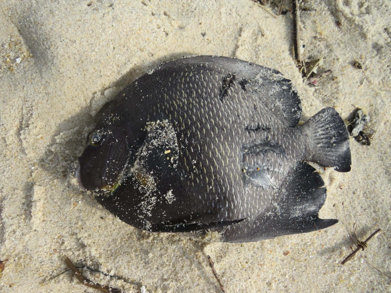 Frade (Pomacanthus paru), peixes, fotografado em Maresias, São Sebastião