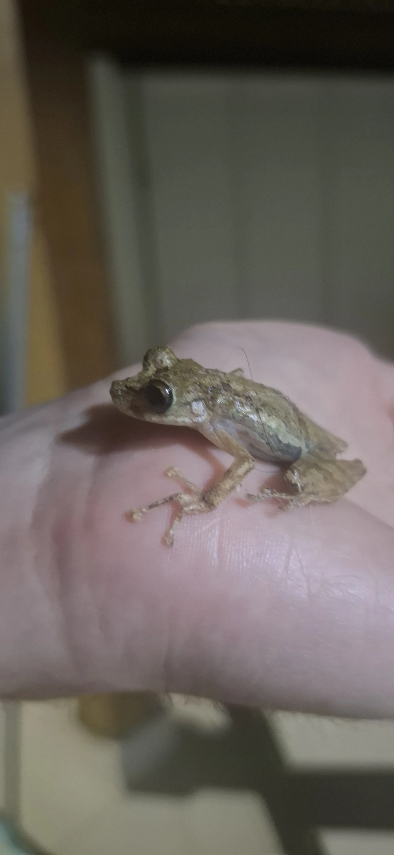 Perereca-do-litoral (Ololygon littoralis), anfíbios, fotografado em Maresias, São Sebastião