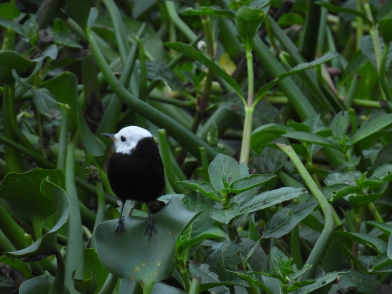 Freirinha (Arundinicola leucocephala), aves, fotografado em Centro, Caraguatatuba